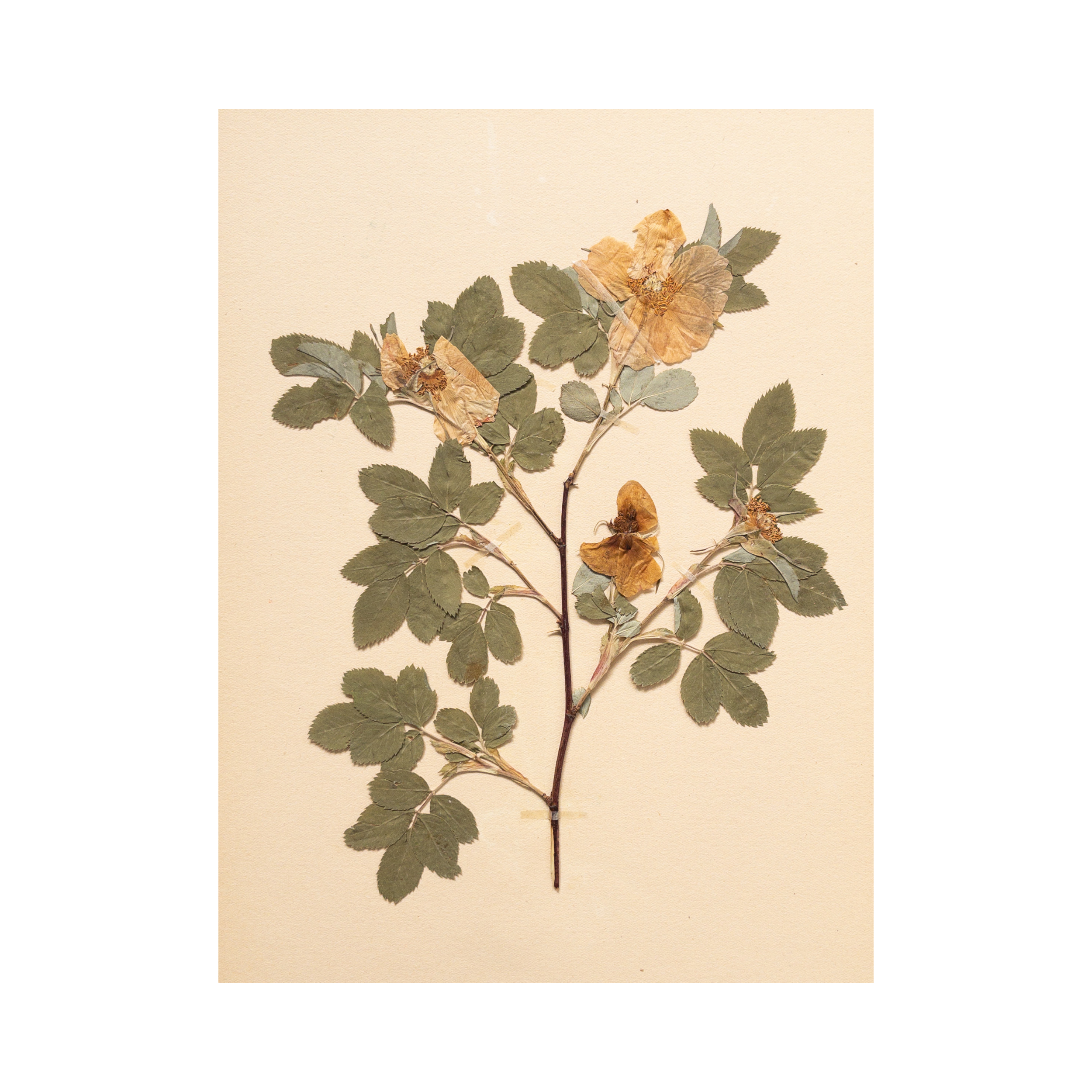 Herbarium Pressed Flower Art .png