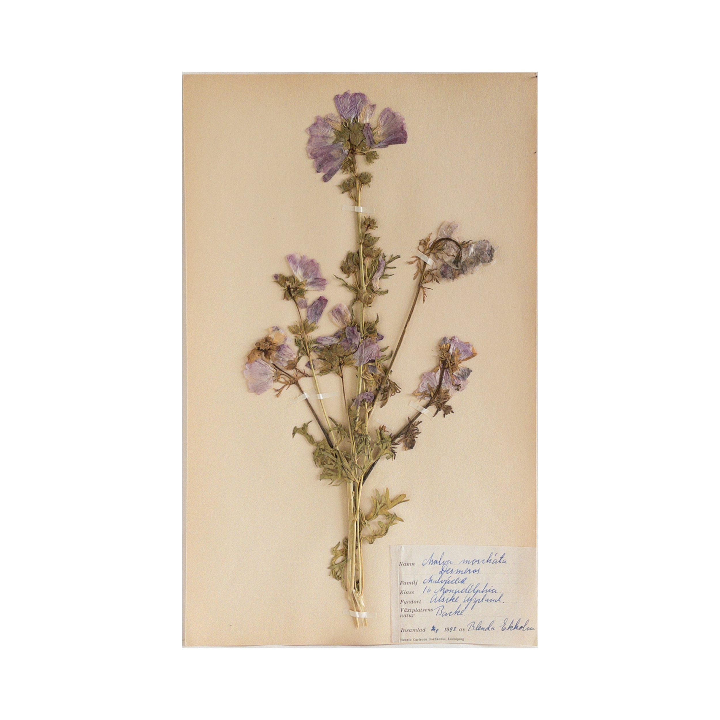 Vintage Swedish Herbarium - Musk Malva, circa 1943