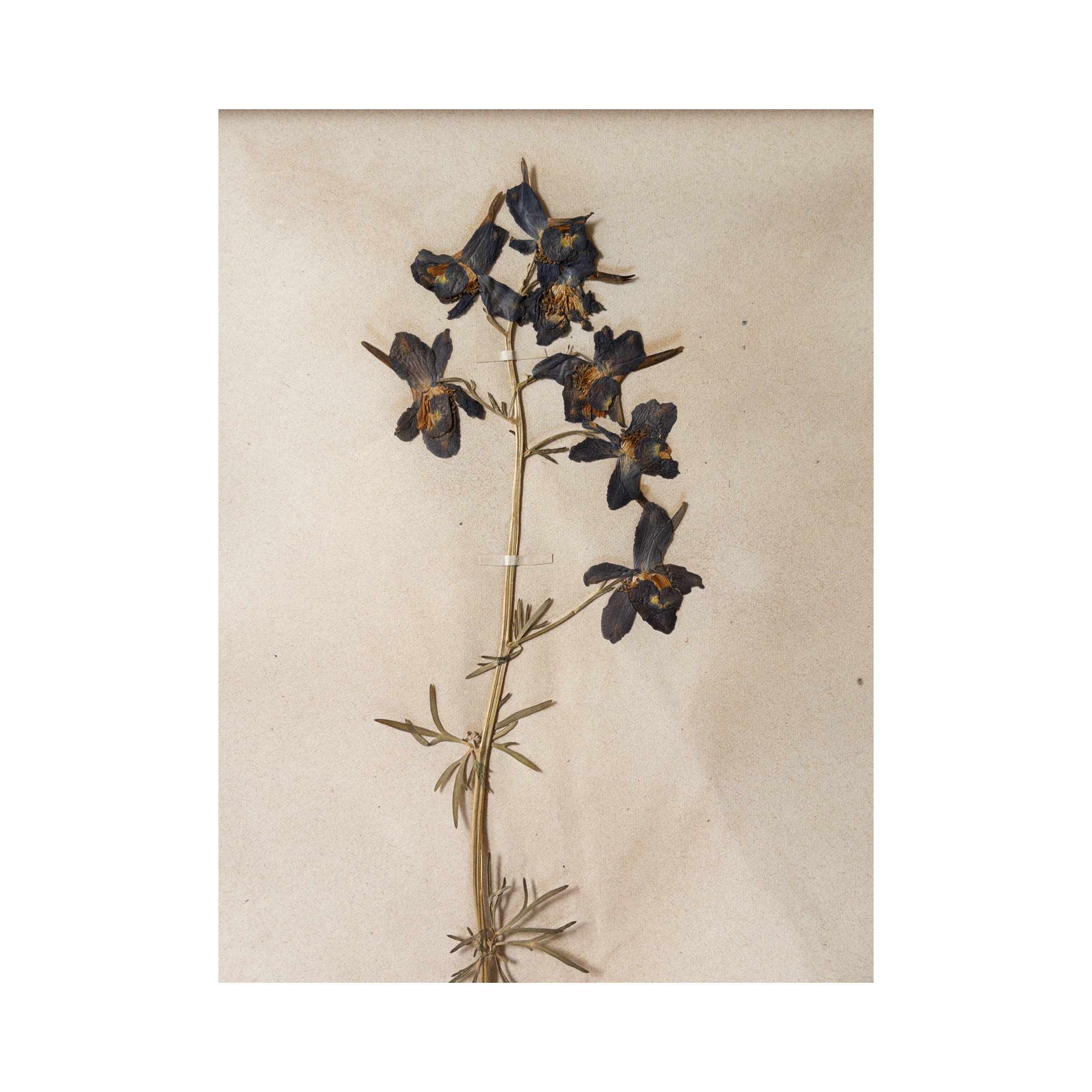 Ashley Holmes Design I Antique Pressed Flower.png