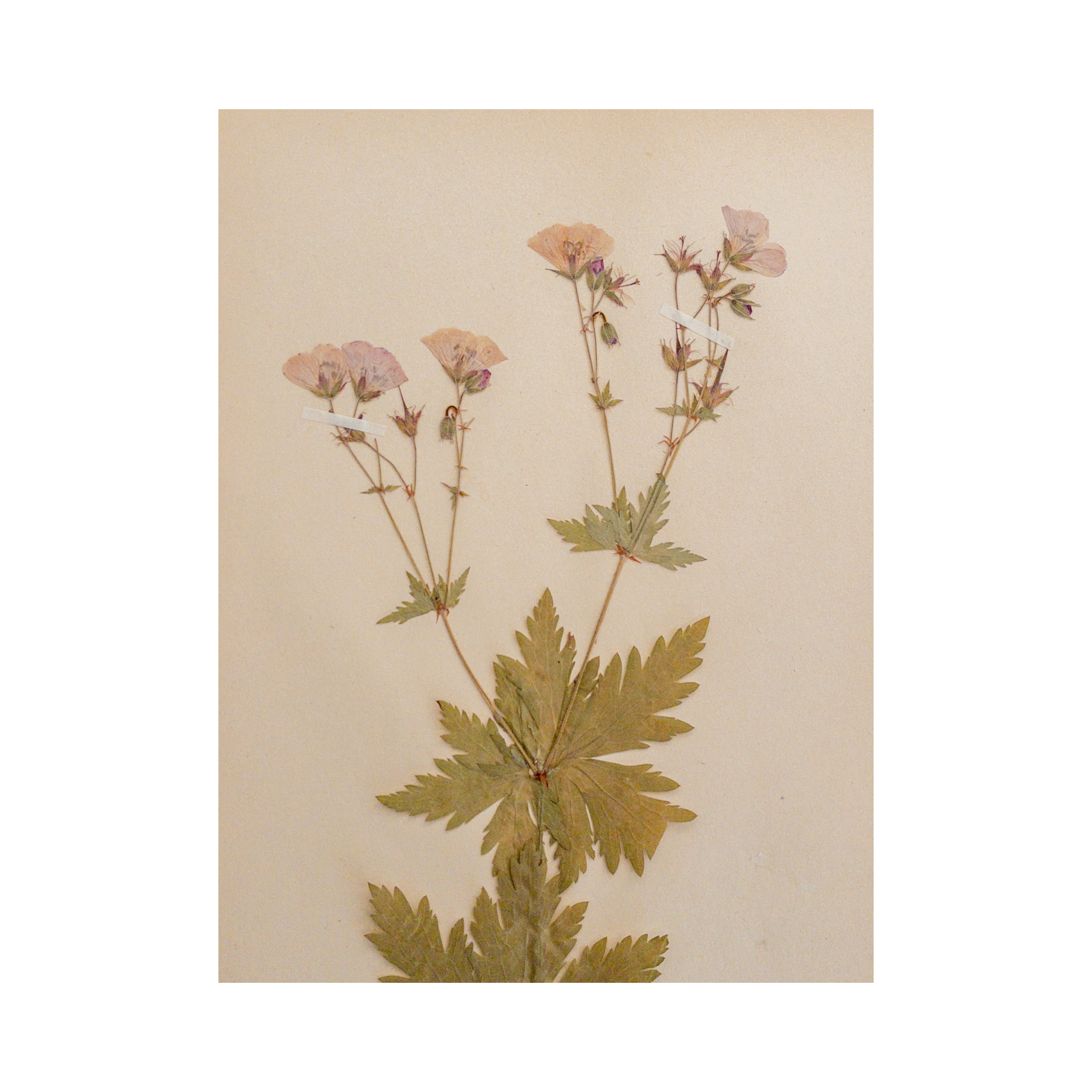 Geranium I Pressed Flower Art I Herbarium.png
