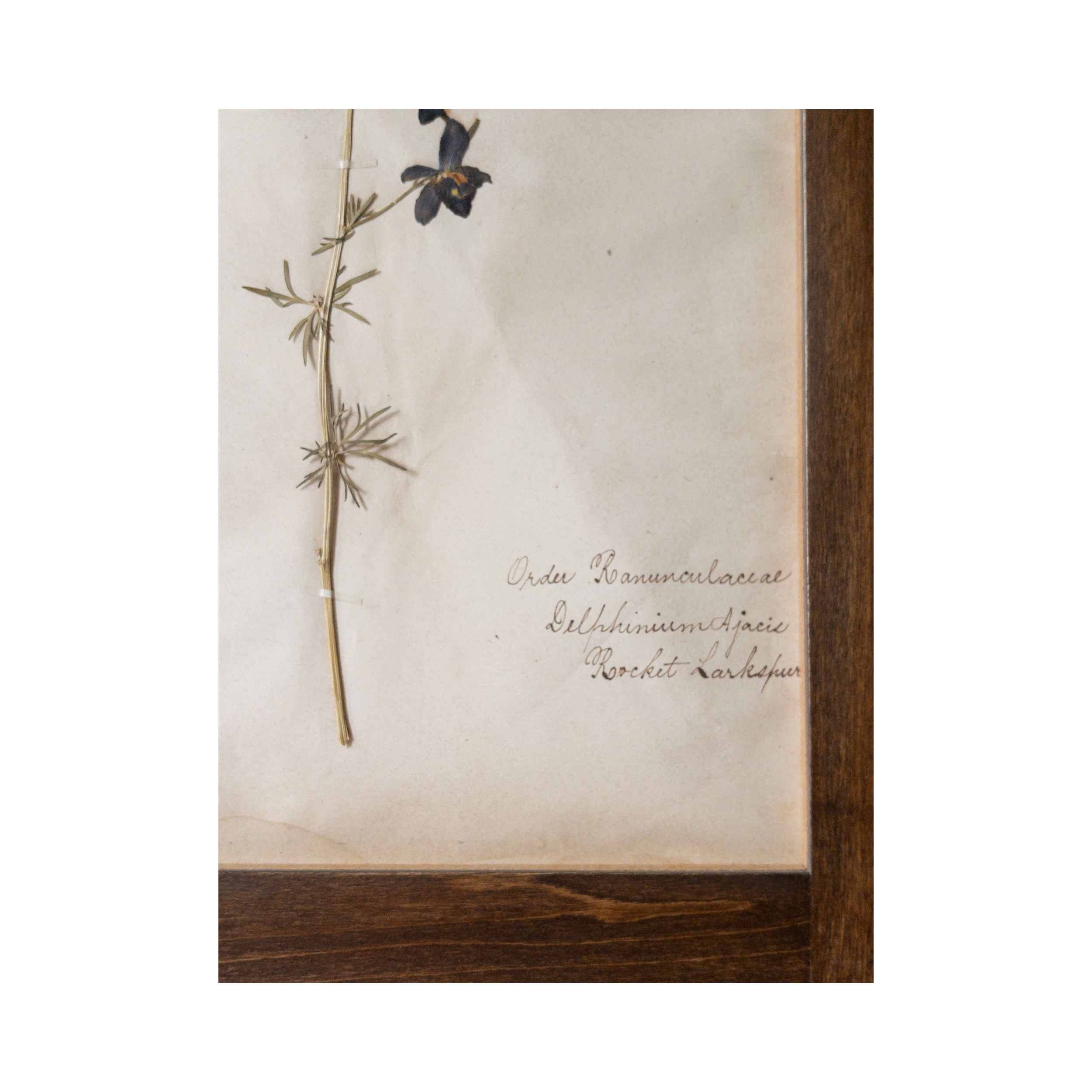 Ashley Holmes Design I Herbarium Art.png