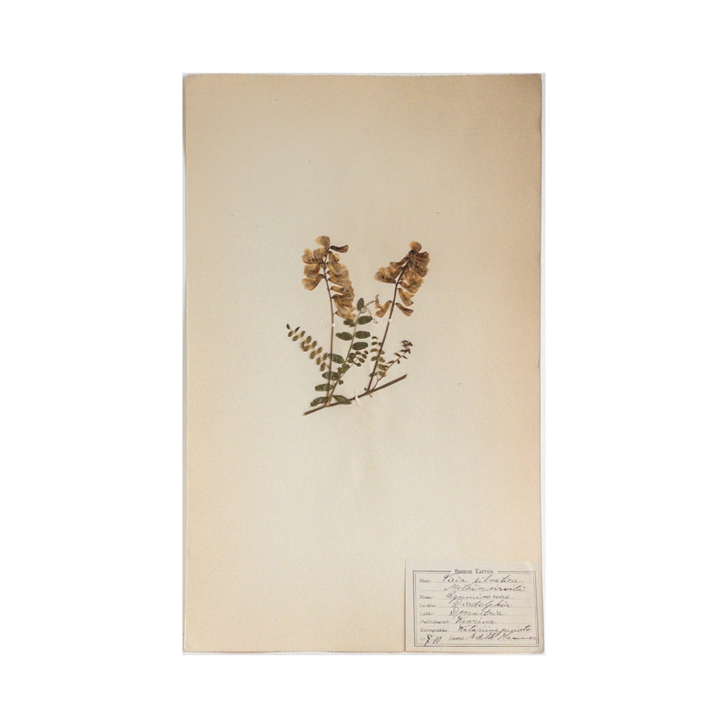 Antique Finnish Herbarium - Wood Vetch, circa 1910