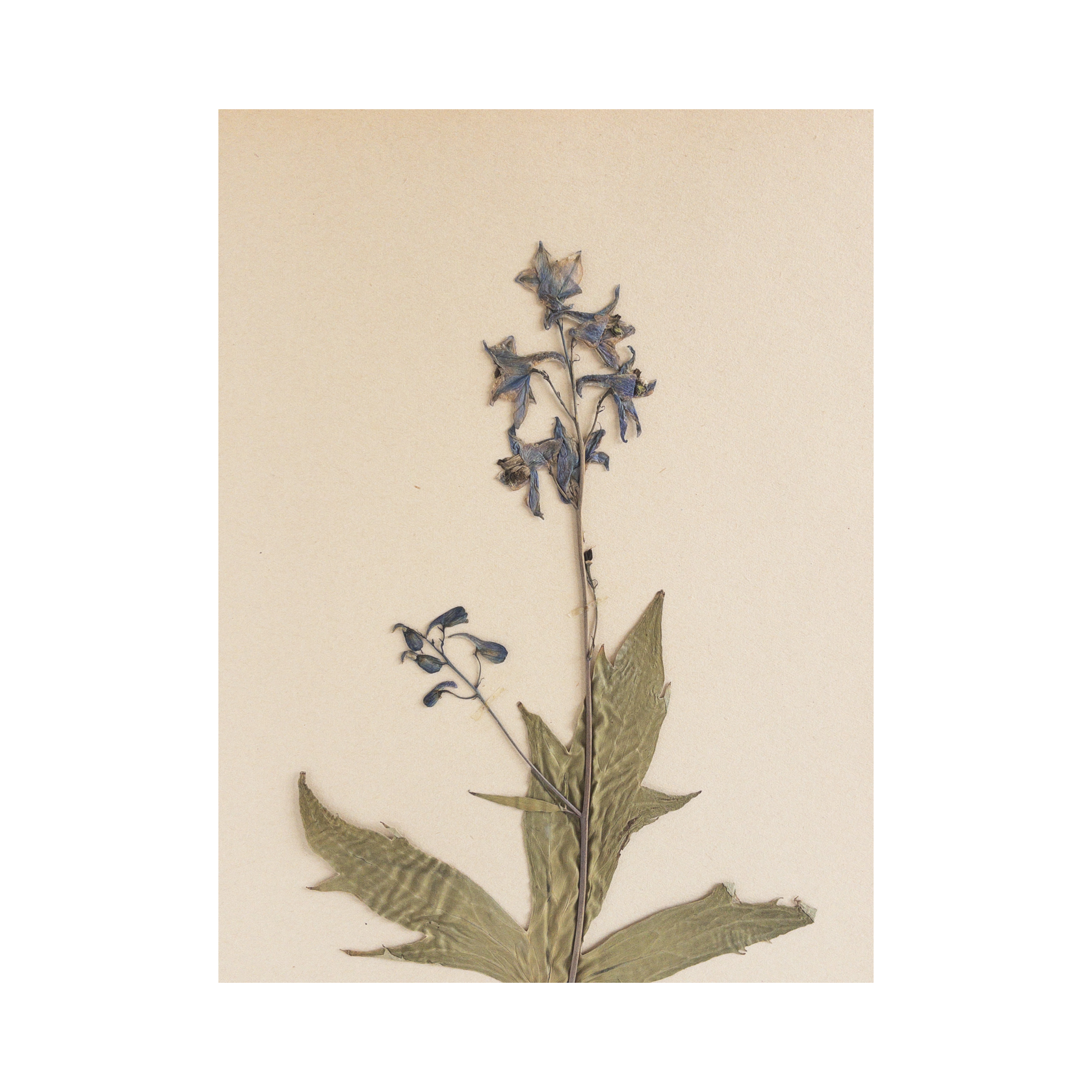 Ashley-Holmes-Design-Pressed-Flower-Art-Herbarium.png