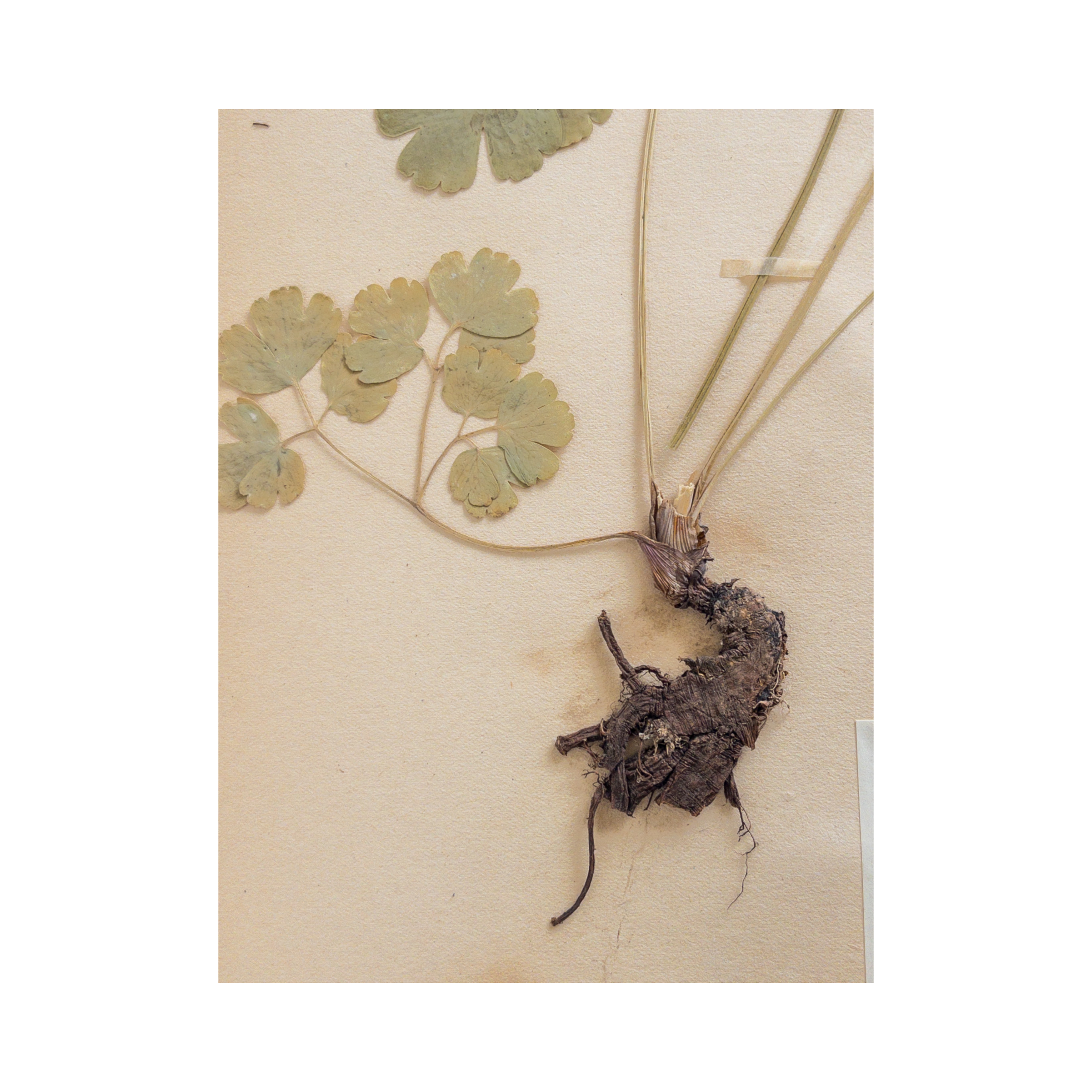 Pressed Flower Art I Herbarium.png