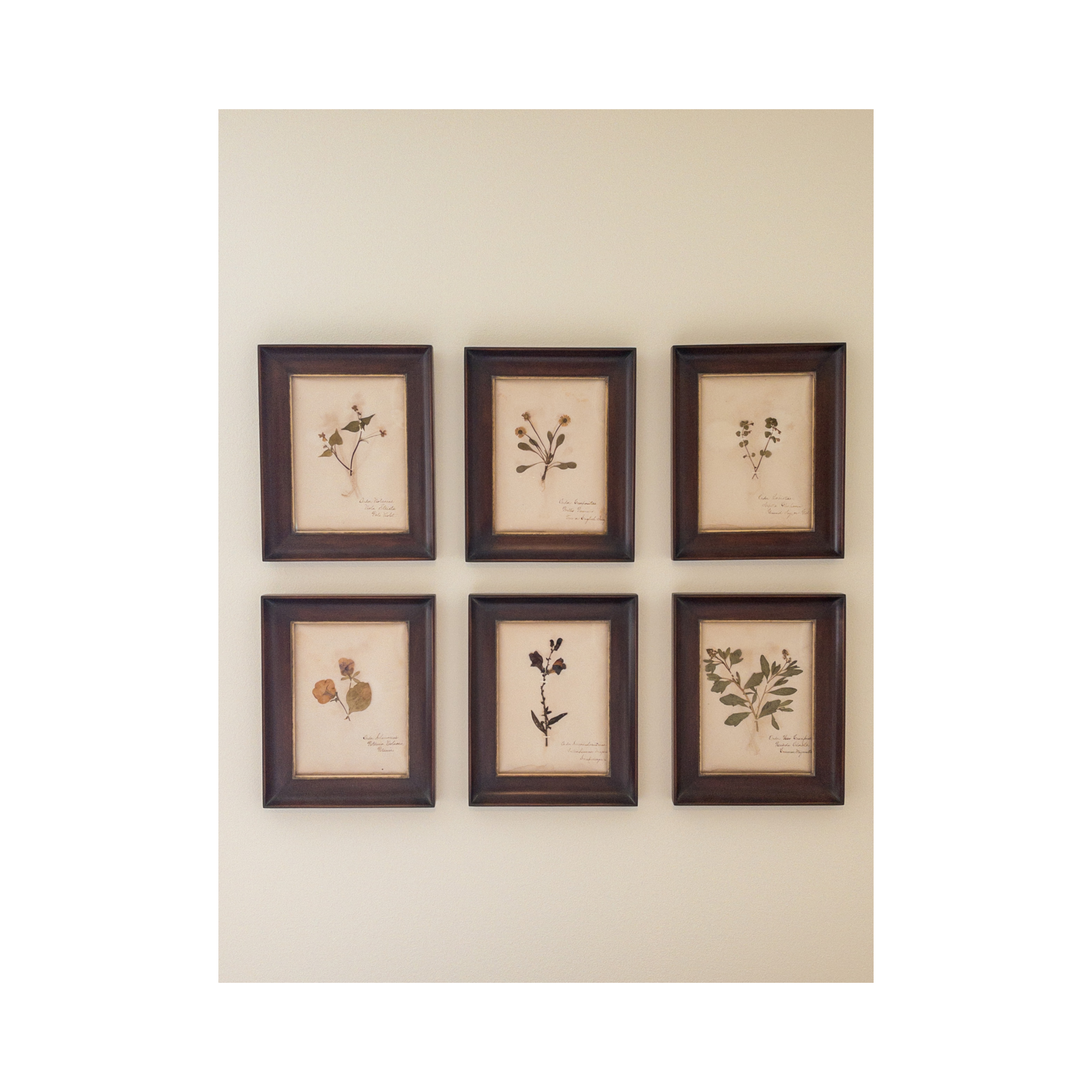 Antique pressed flowers I framed Herbarium Art.png
