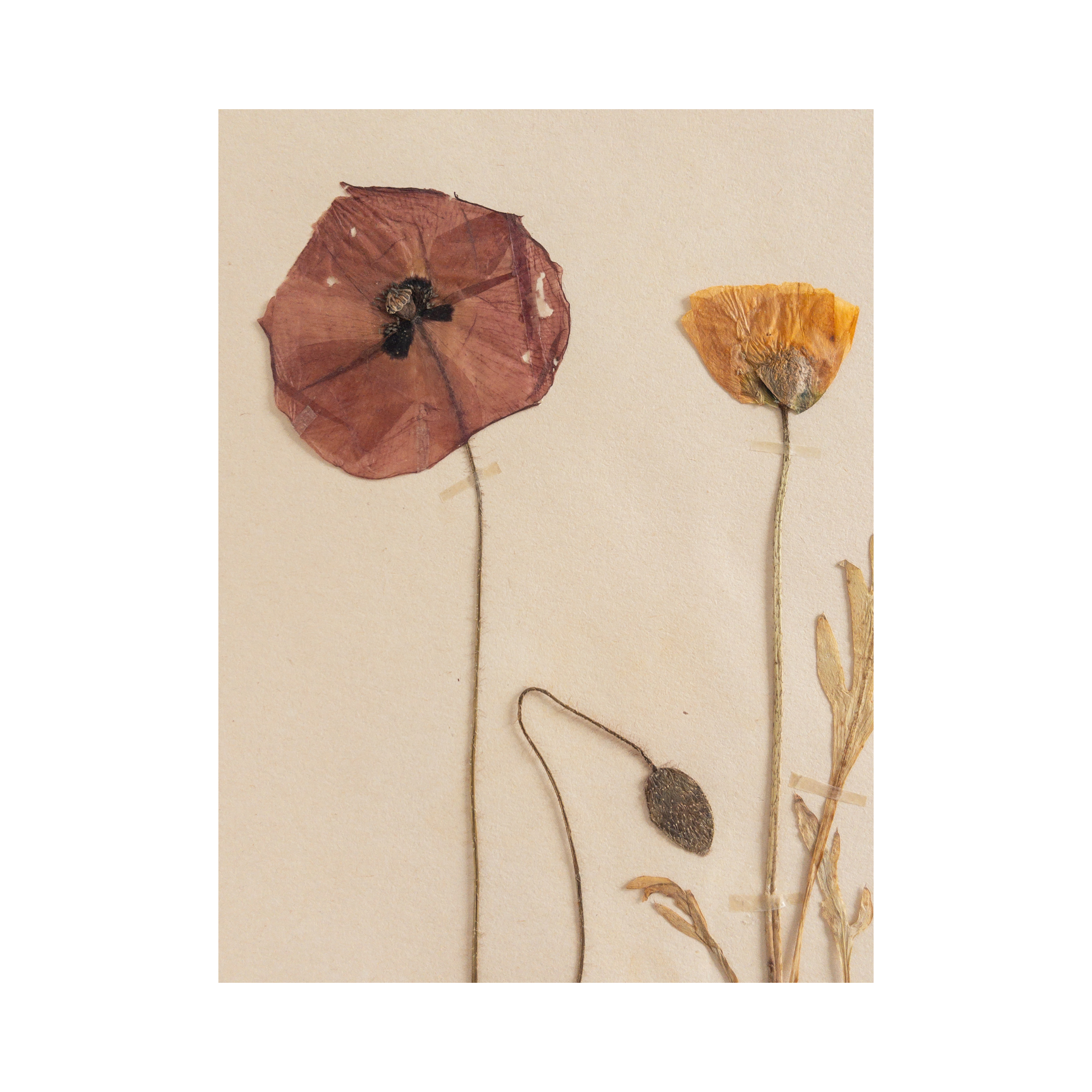 Pressed Flower Herbarium Art I Ashley Holmes Design.png