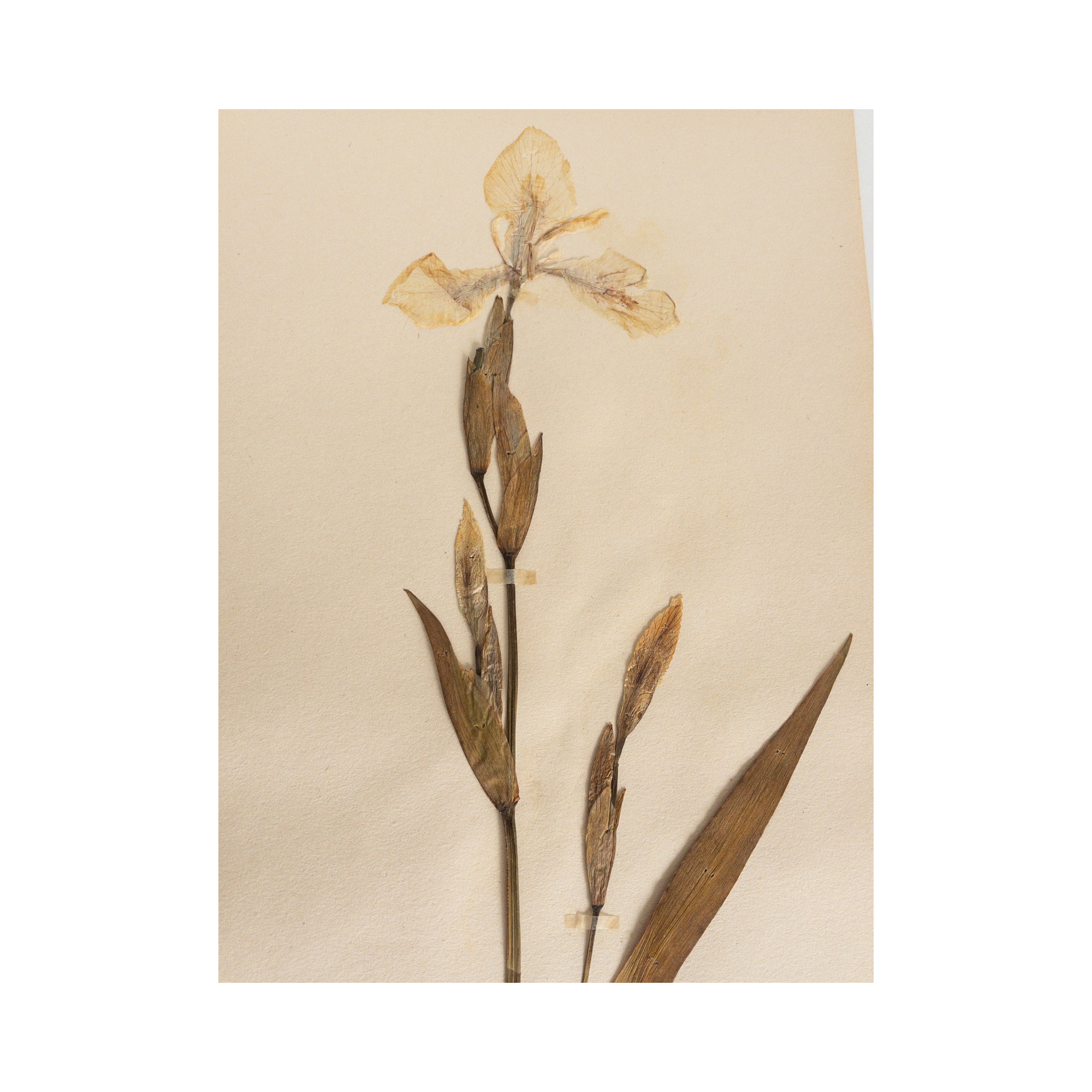 Iris I Herbarium Art I Ashley Holmes Design.png