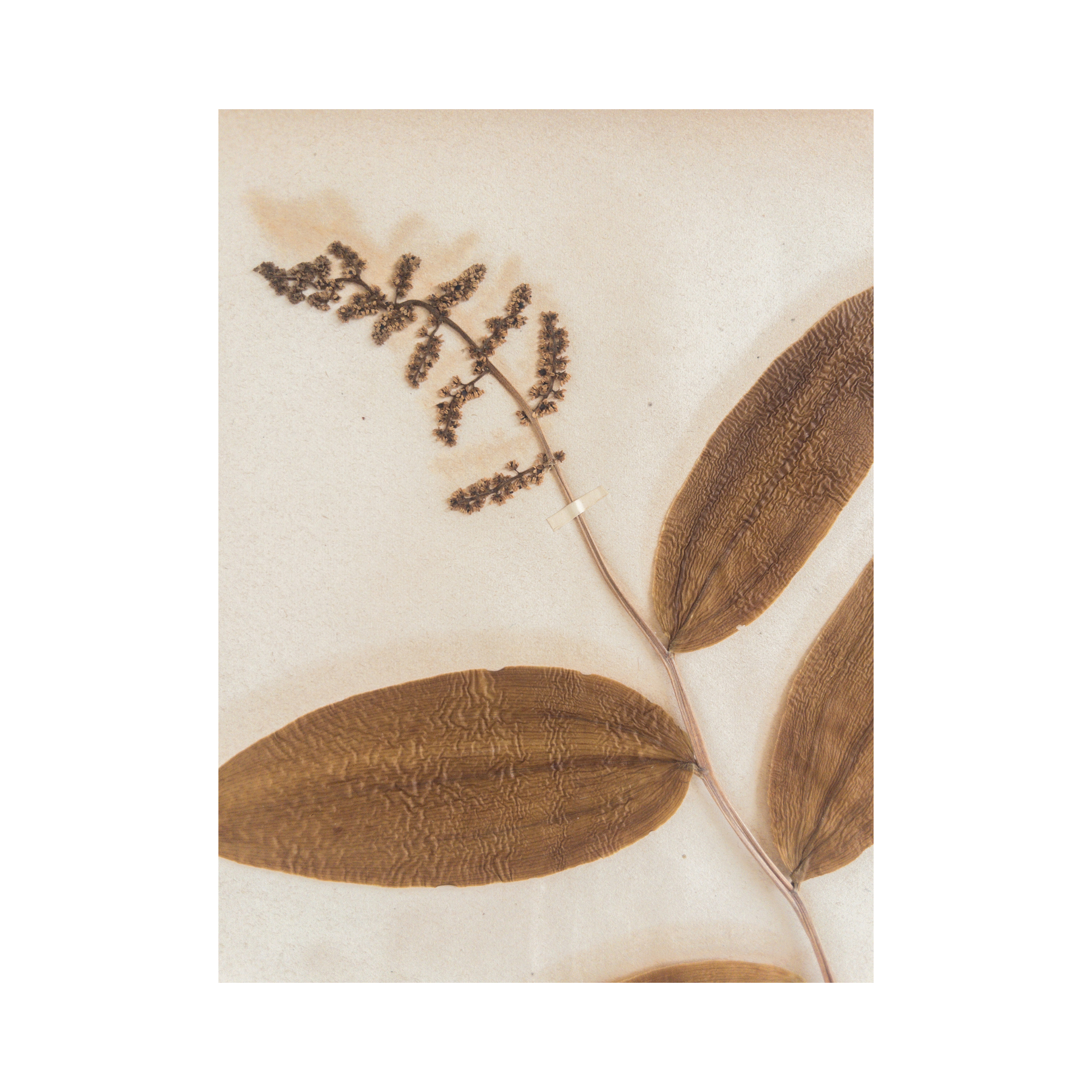 Ashley Holmes Design I Vintage Pressed Flower .png