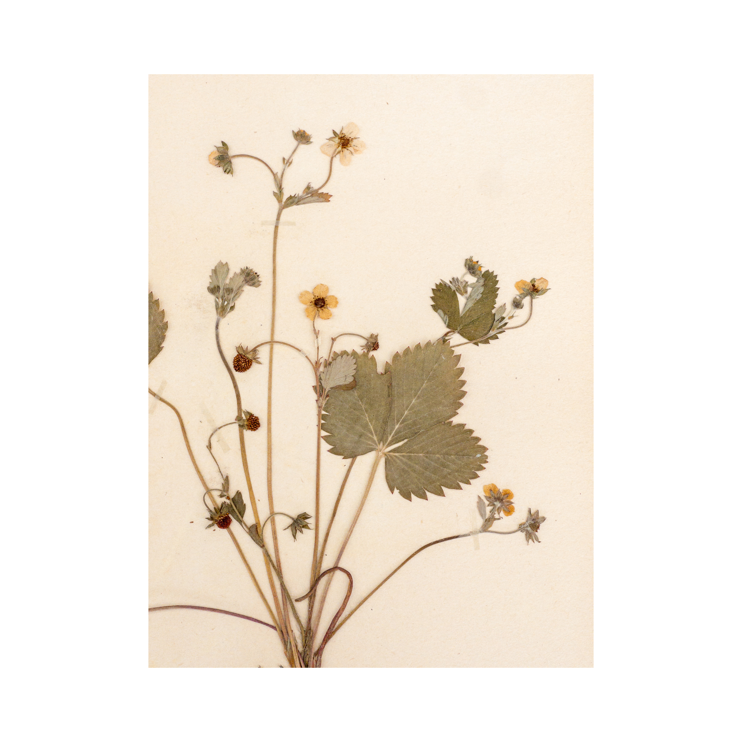 Herbarium Pressed Flower Art I Ashley Holmes Design.png