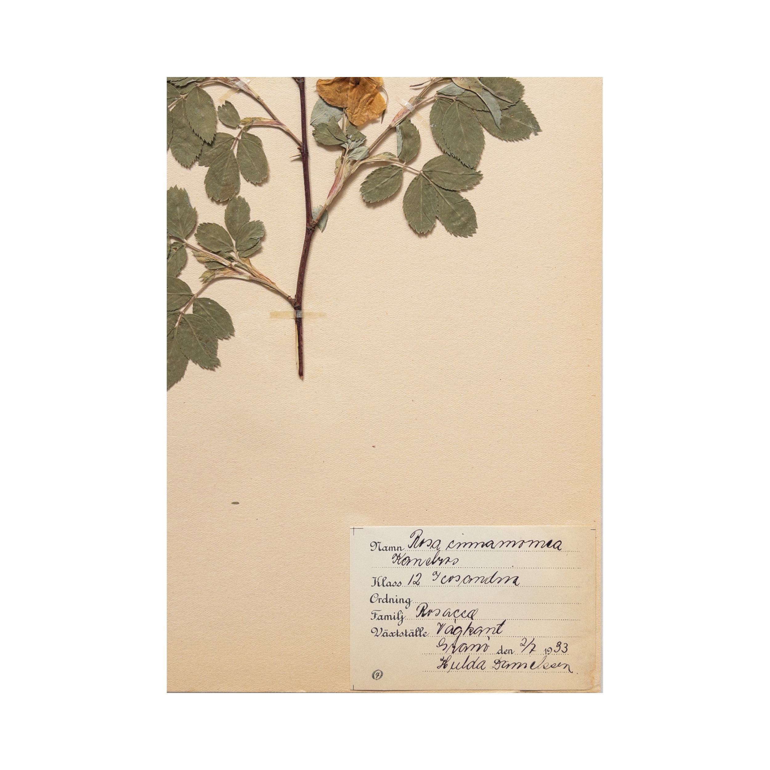 Pressed Flower Art I Herbarium I Ashley Holmes Design .png