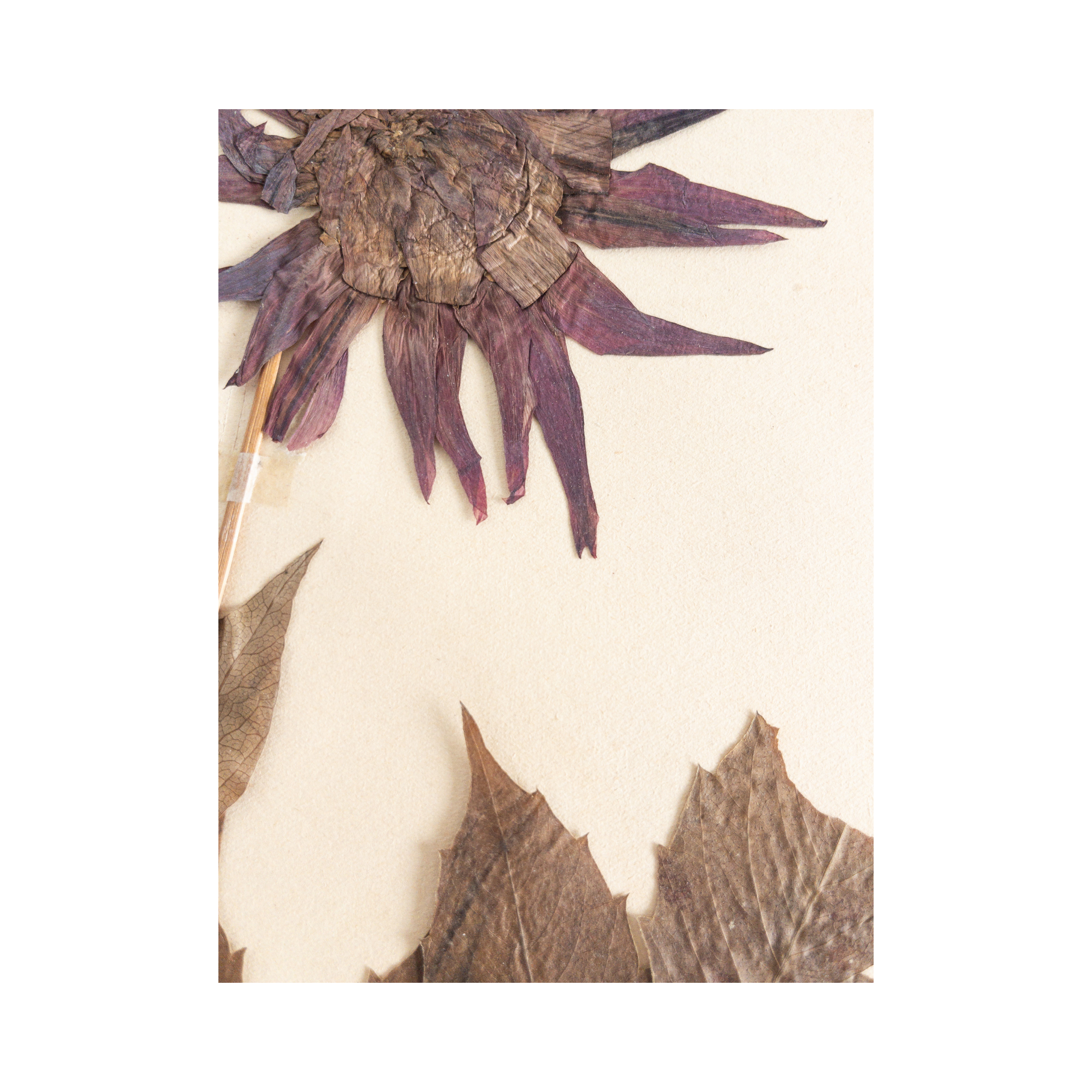 Dahlia I Pressed Flower Art I Ashley Holmes Design.png