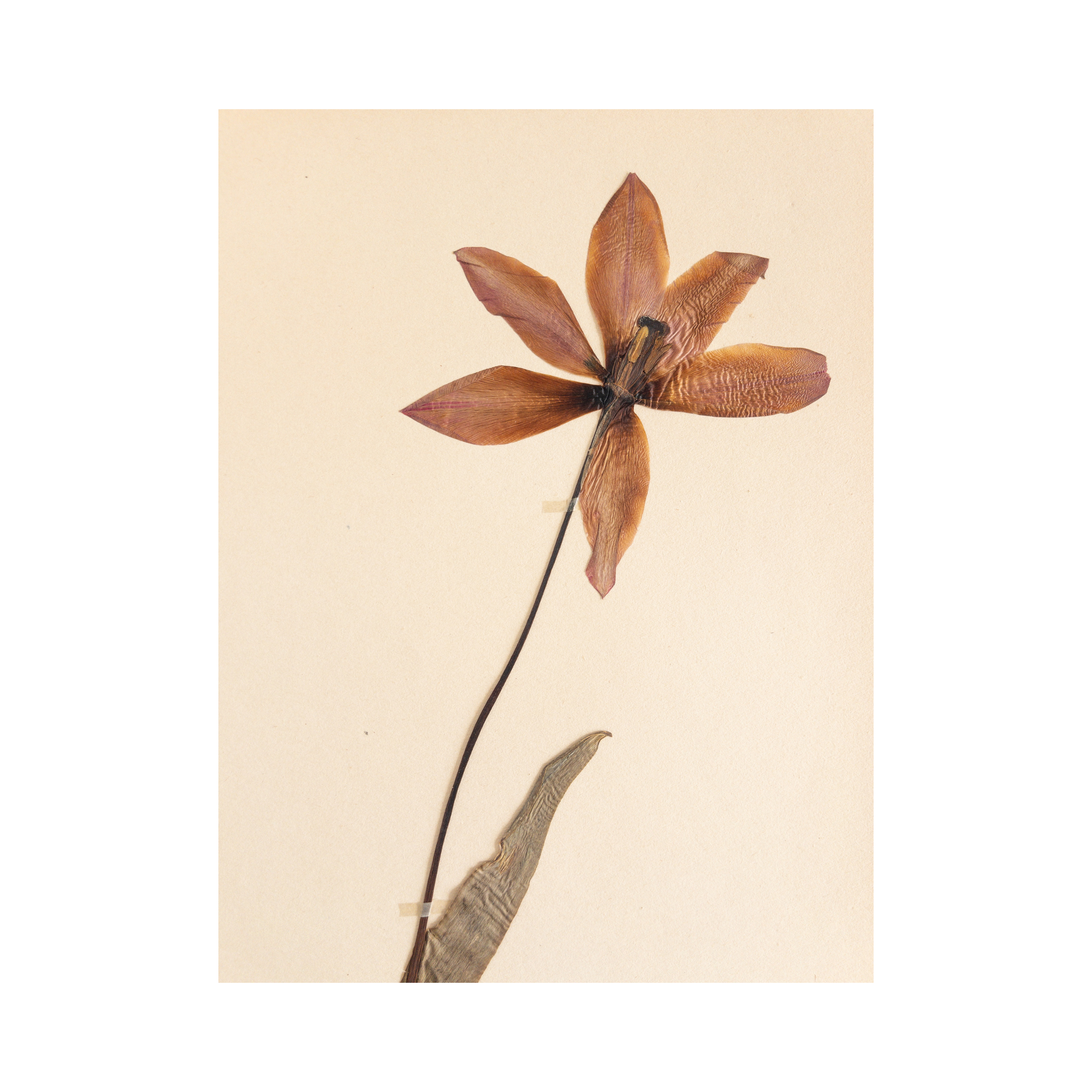 Herbarium I Pressed Flower.png