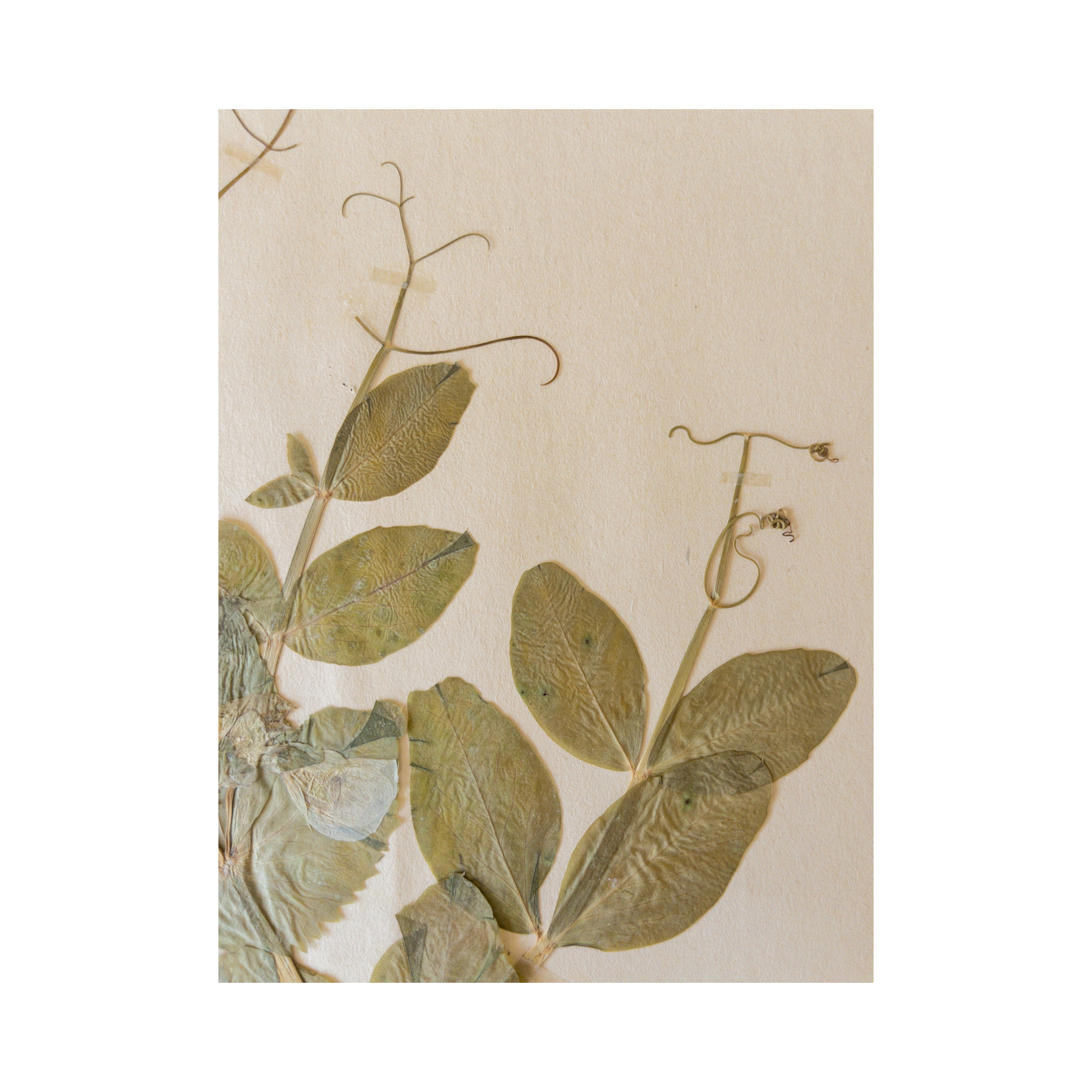 Ashley Holmes Design I Herbarium I Swedish Pressed Flower Art.png