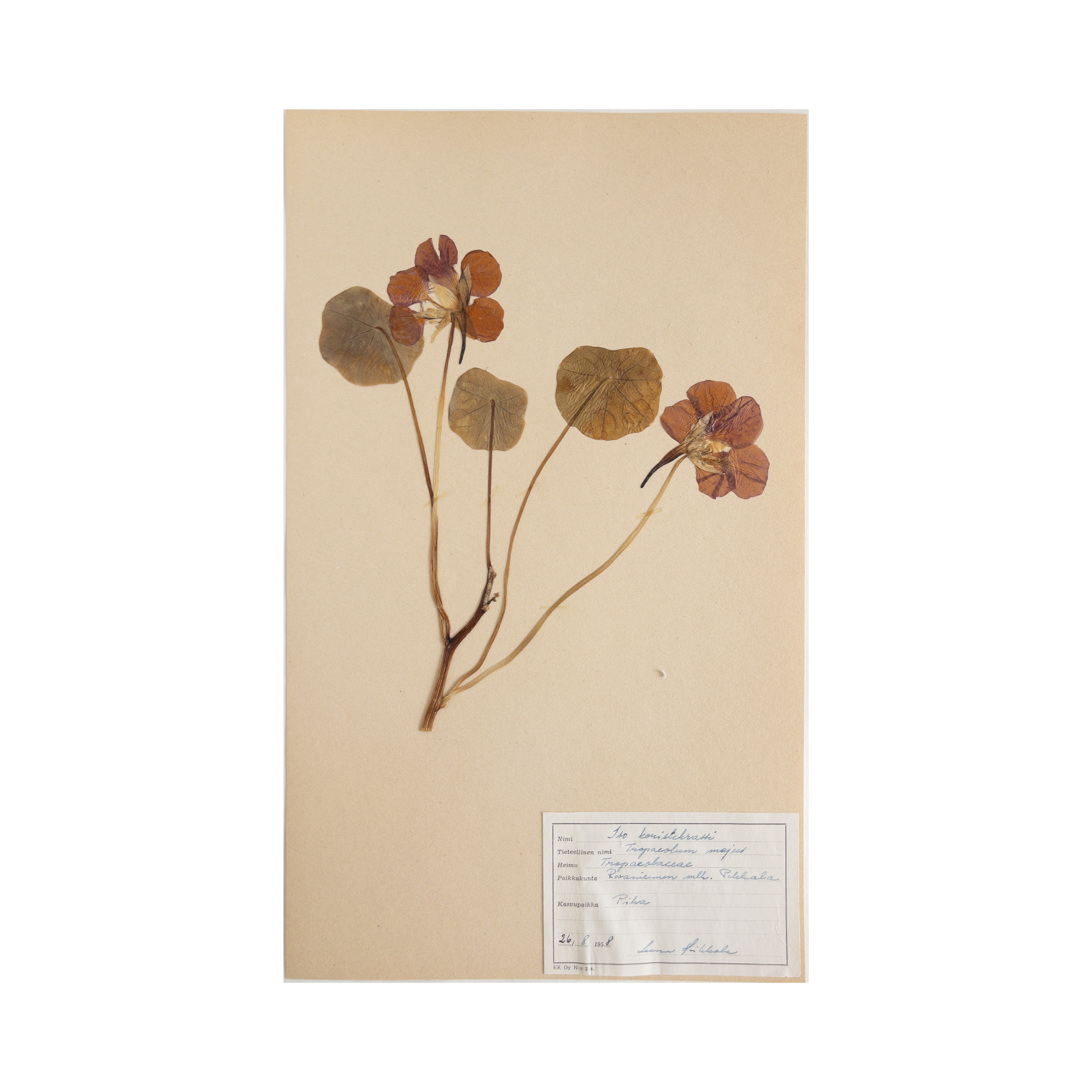 Vintage Finnish Herbarium - Nasturtium, circa 1958