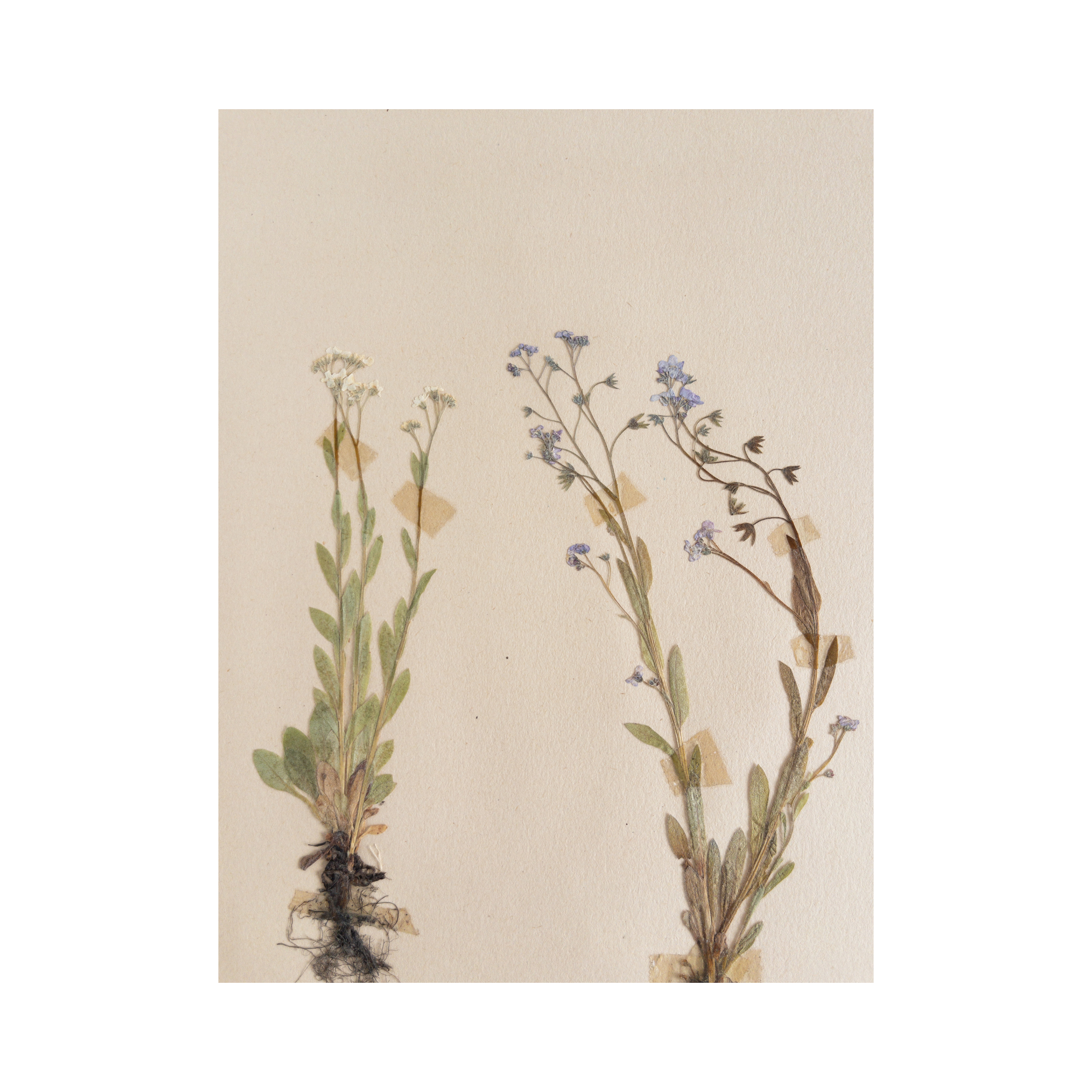 Herbarium I Pressed Flower Art I Forget me Not.png