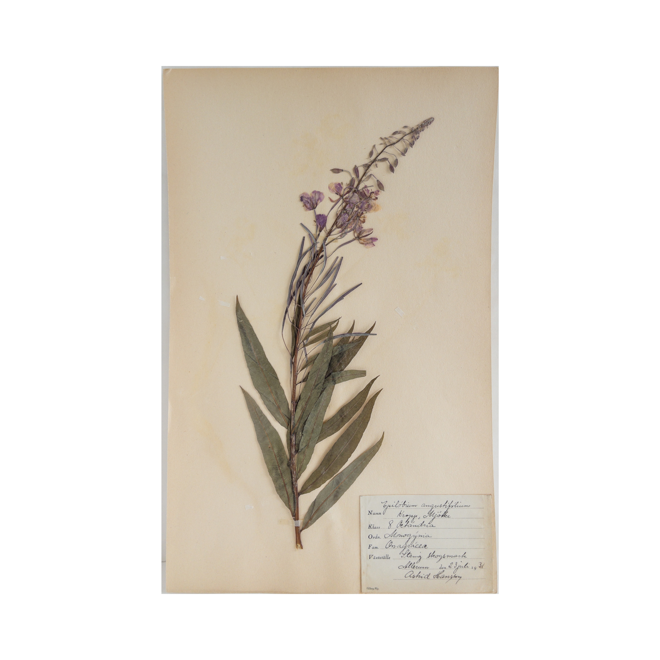 Ashley Holmes Design I Swedish Herbarium I Pressed Flower Art.png