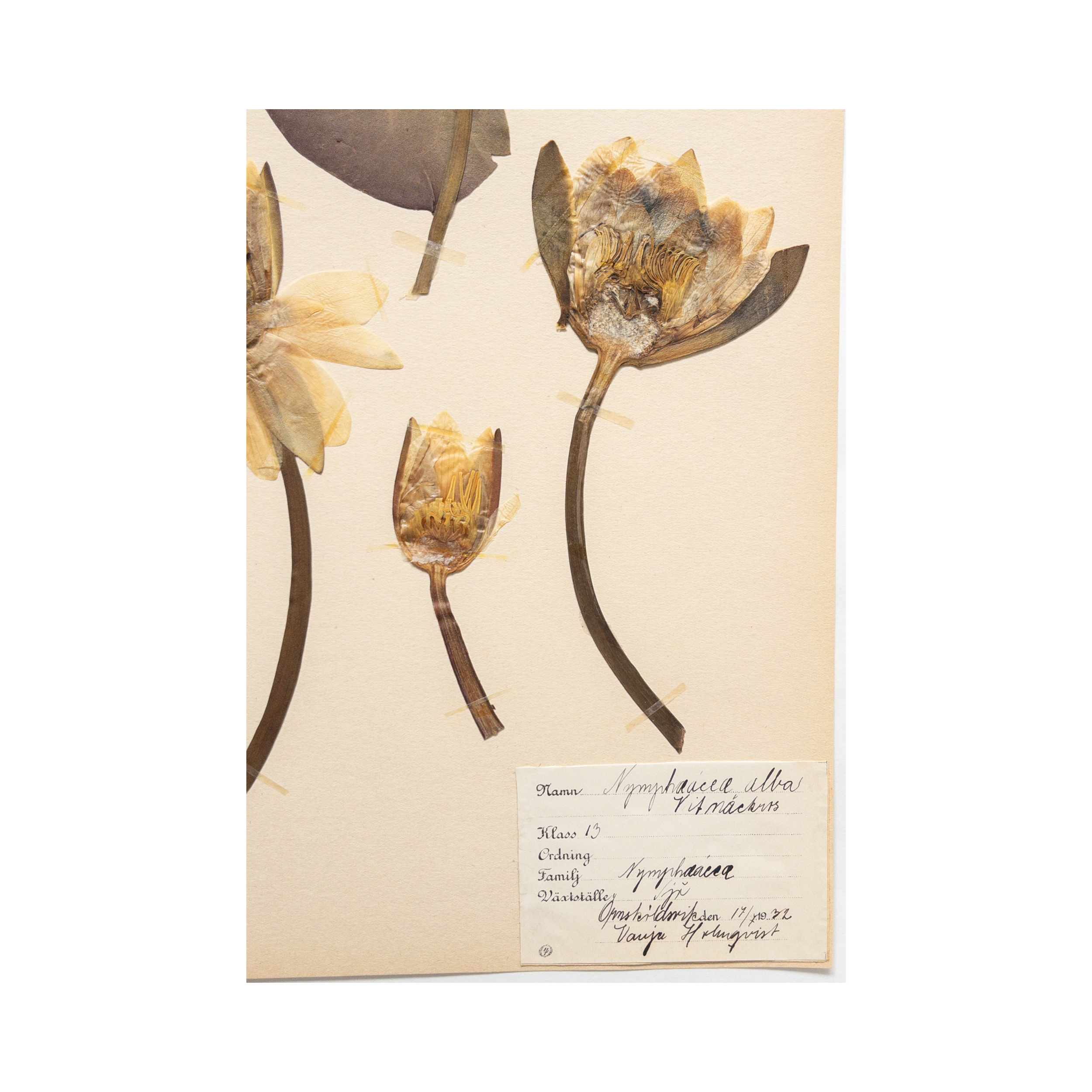 Herbarium I Pressed Flower Art I Water Lily.png