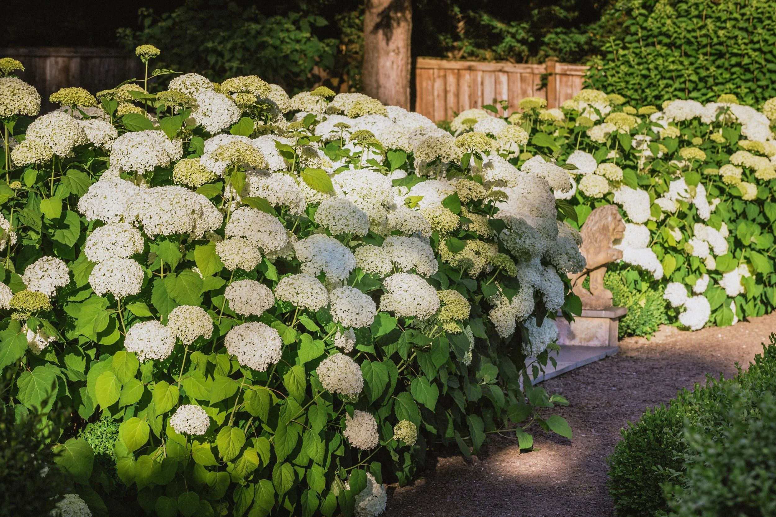 A sea of Annabelle's almost at peek bloom.