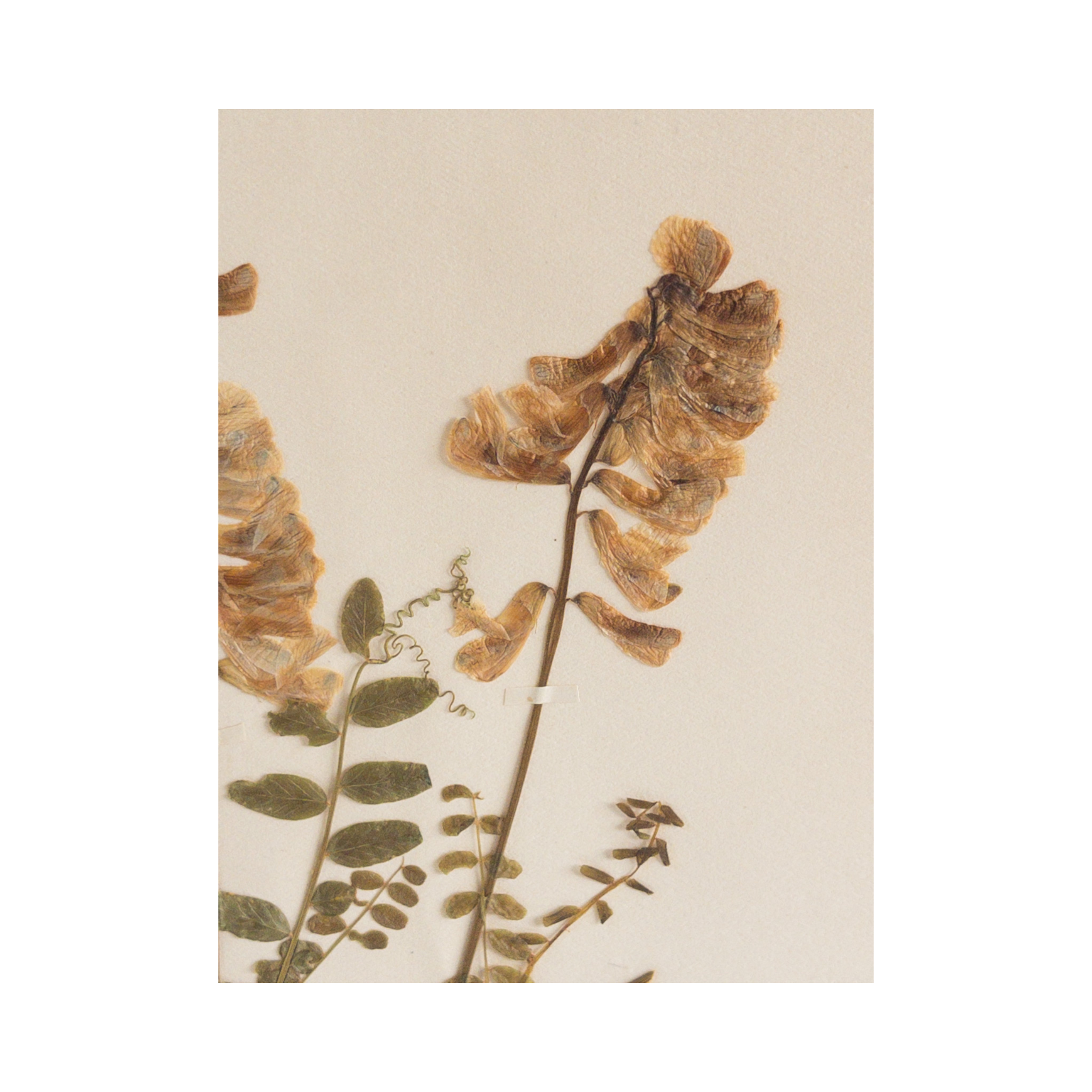 Ashley Holmes Design I Art I Pressed Flower.png