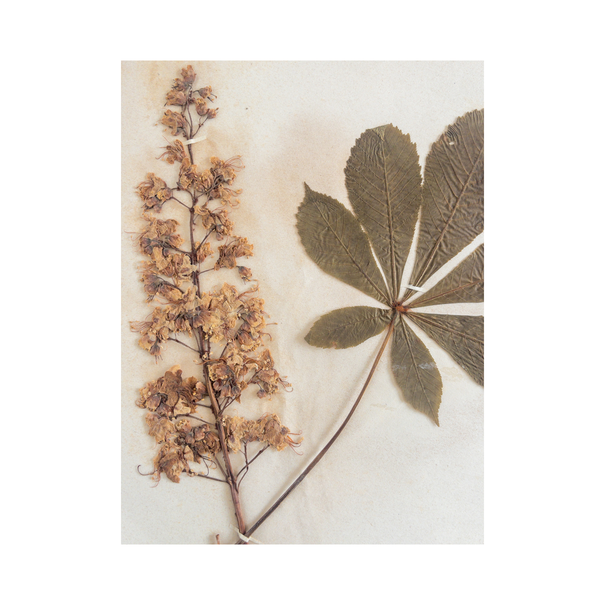 Ashley Holmes Design I Chesnut Herbarium.png