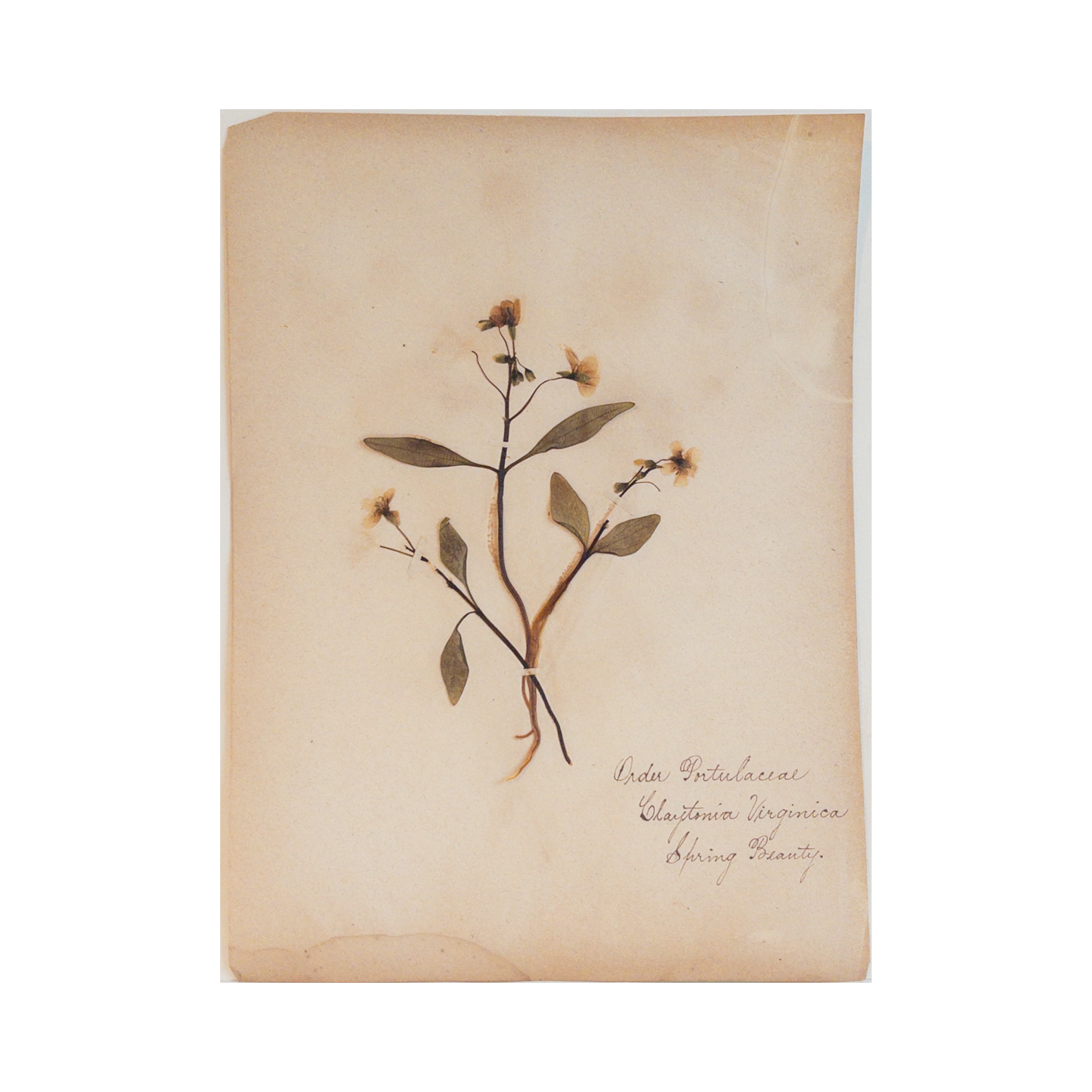 Antique Herbarium - Spring Beauty, circa 1850 - 1915