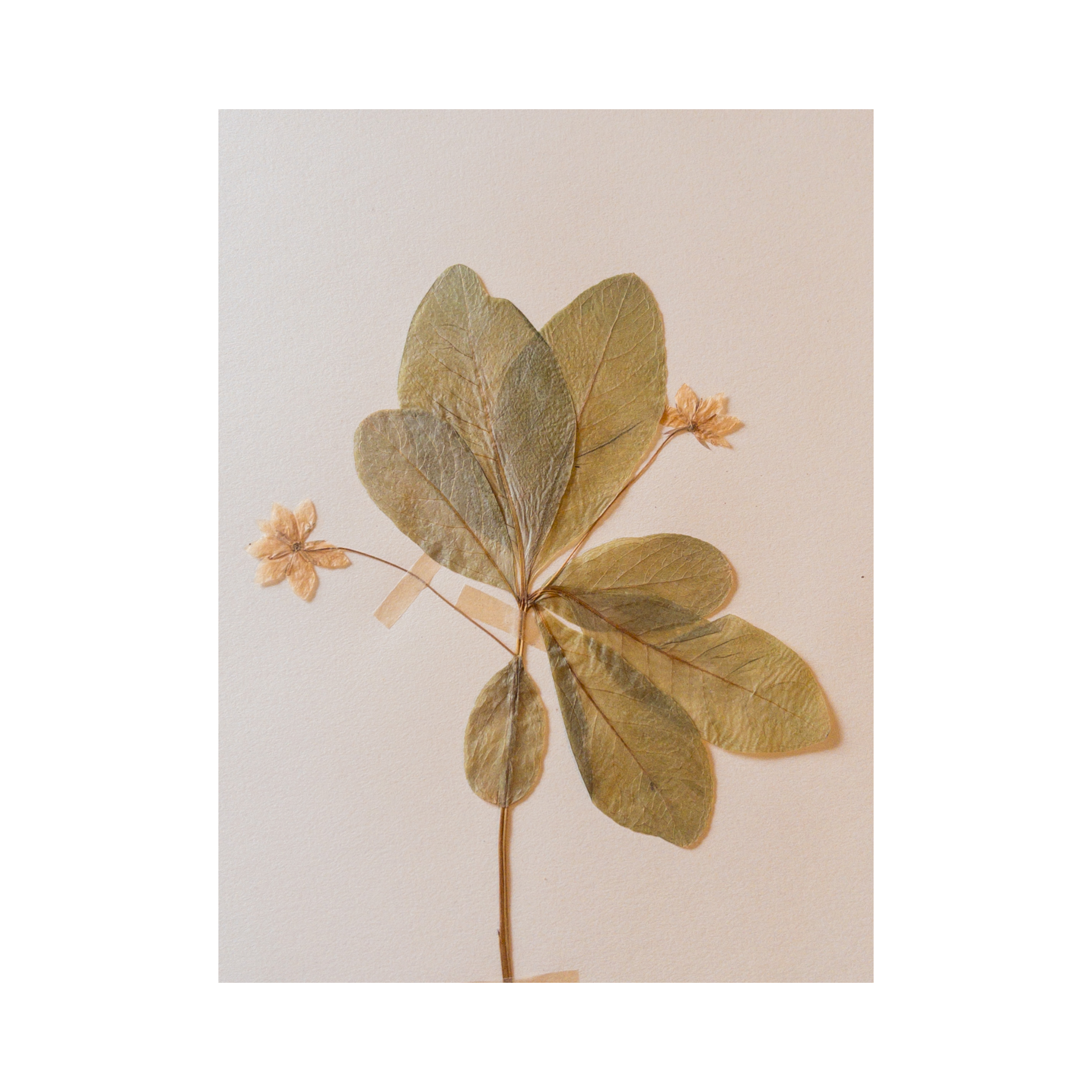 Vintage Pressed Flower Art I Herbarium.png