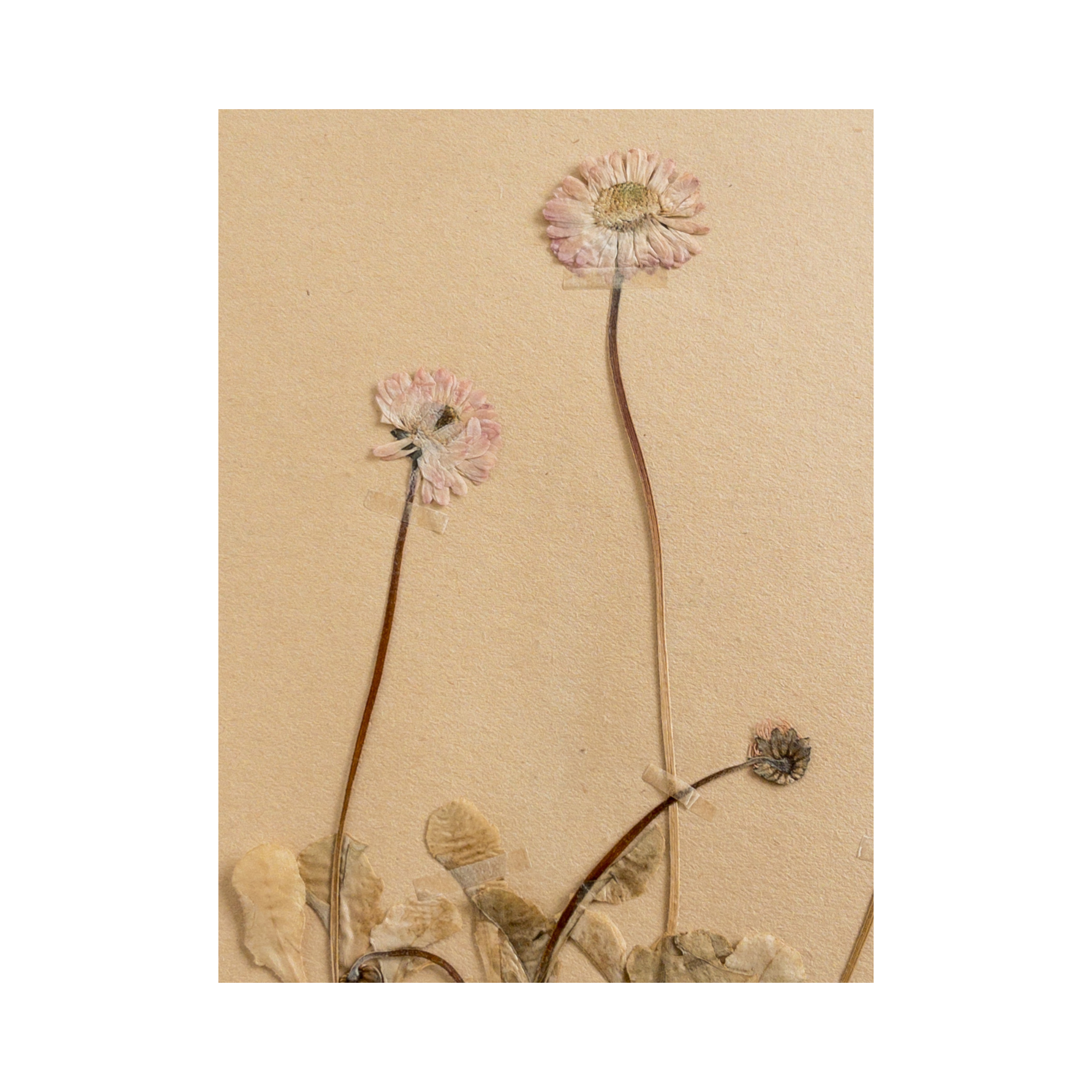 Antique Pressed Flowers I Ashley Holmes Design.png