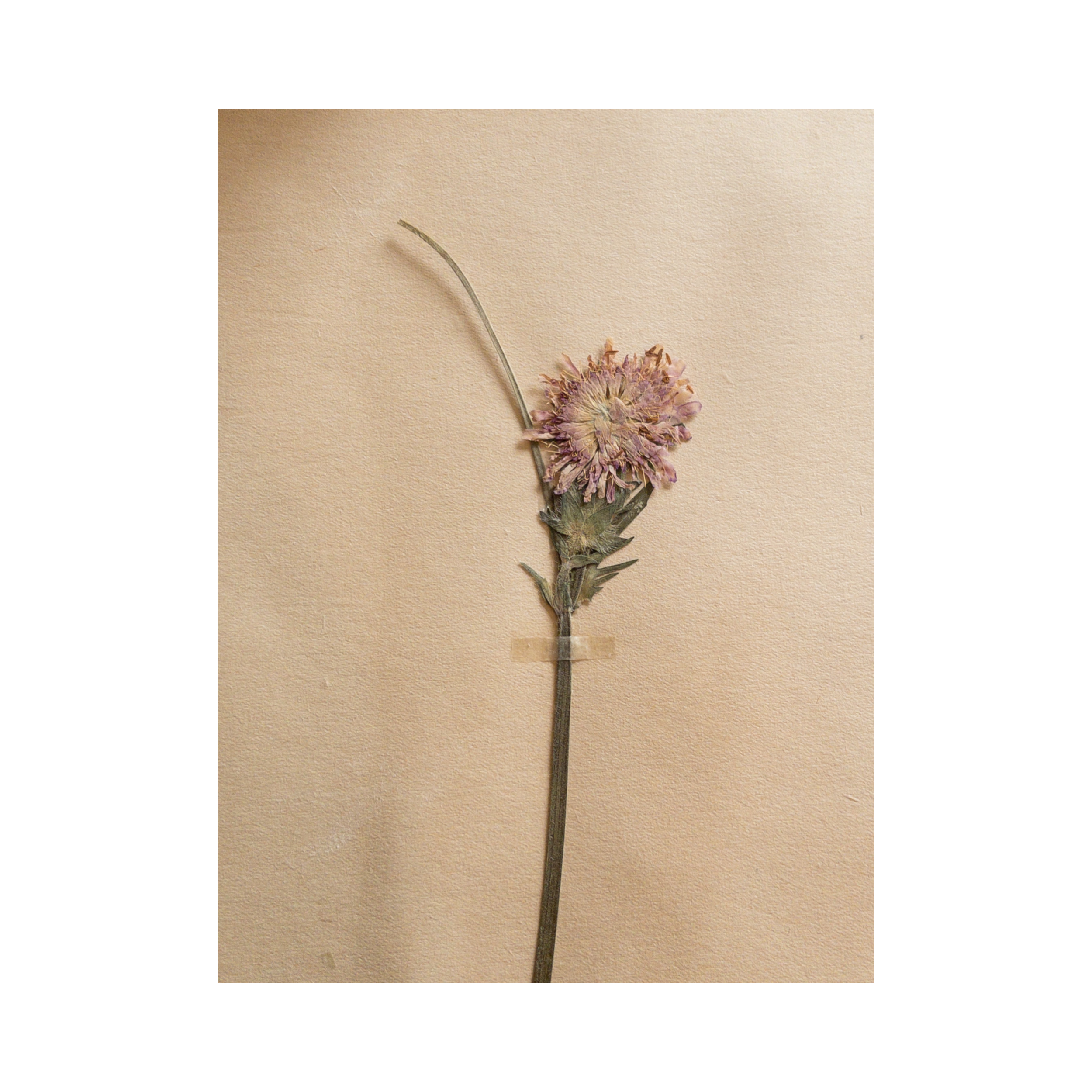 Ashley Holmes Design Herbariums.png