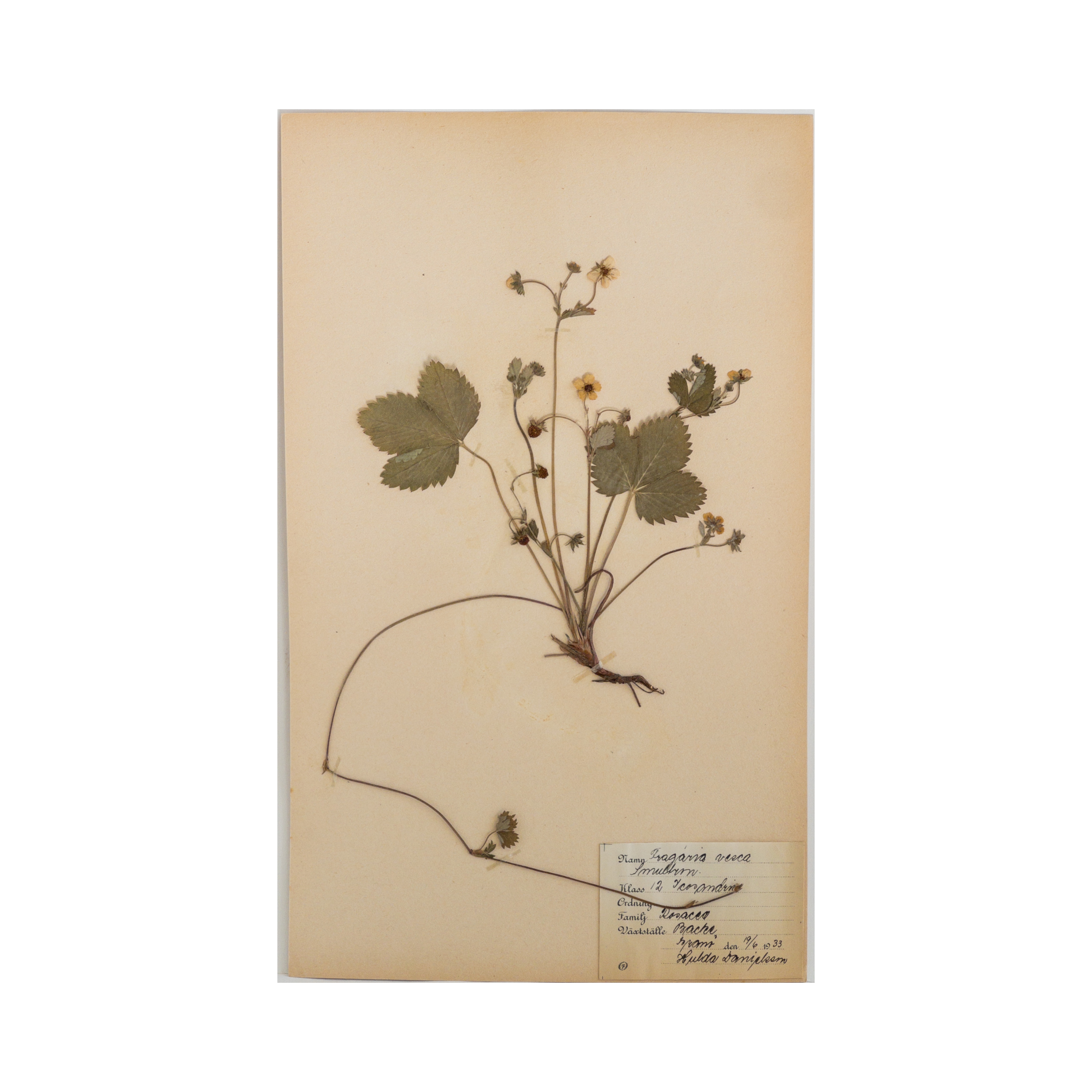Vintage Swedish Herbarium - Strawberry, circa 1933