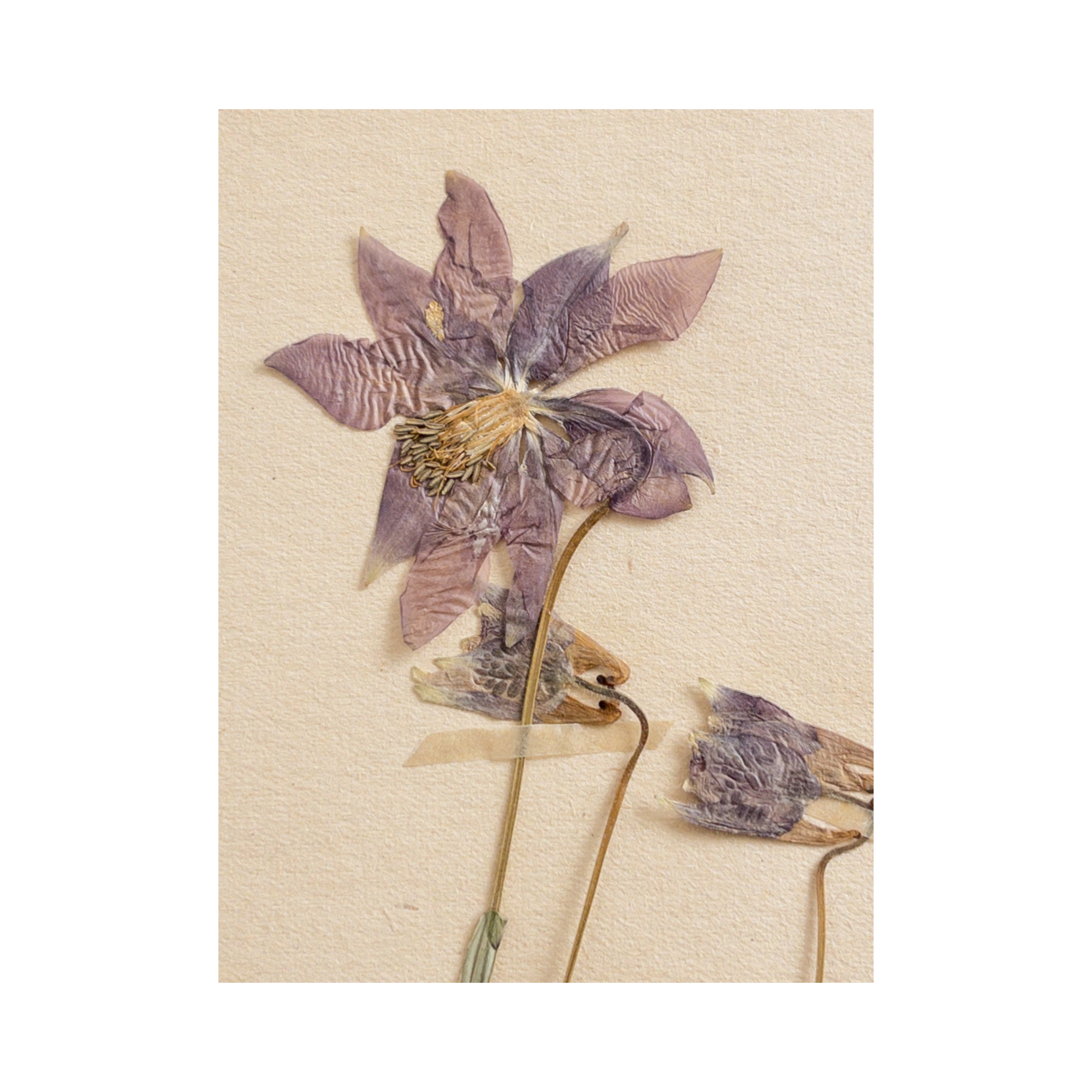 Ashley Holmes Design I Swedish Herbarium Art.png