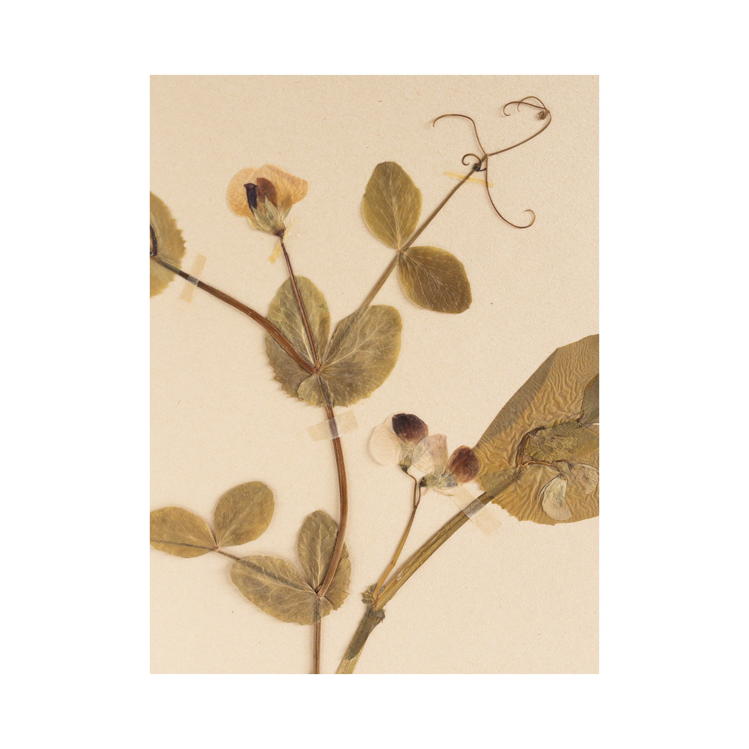 Herbarium I Sweet Pea I Pressed Flower.png