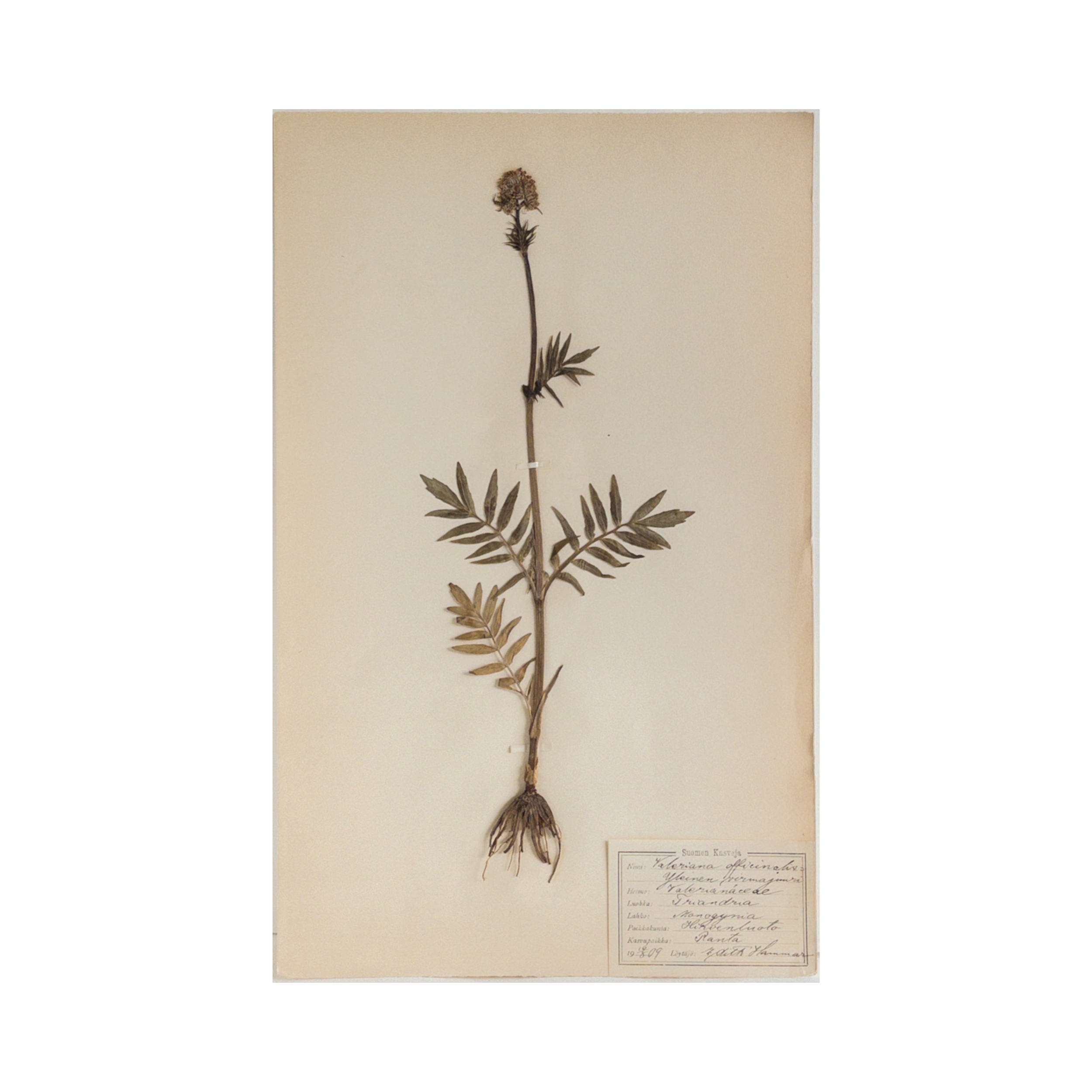 Antique Finnish Herbarium - Valerian, circa 1909