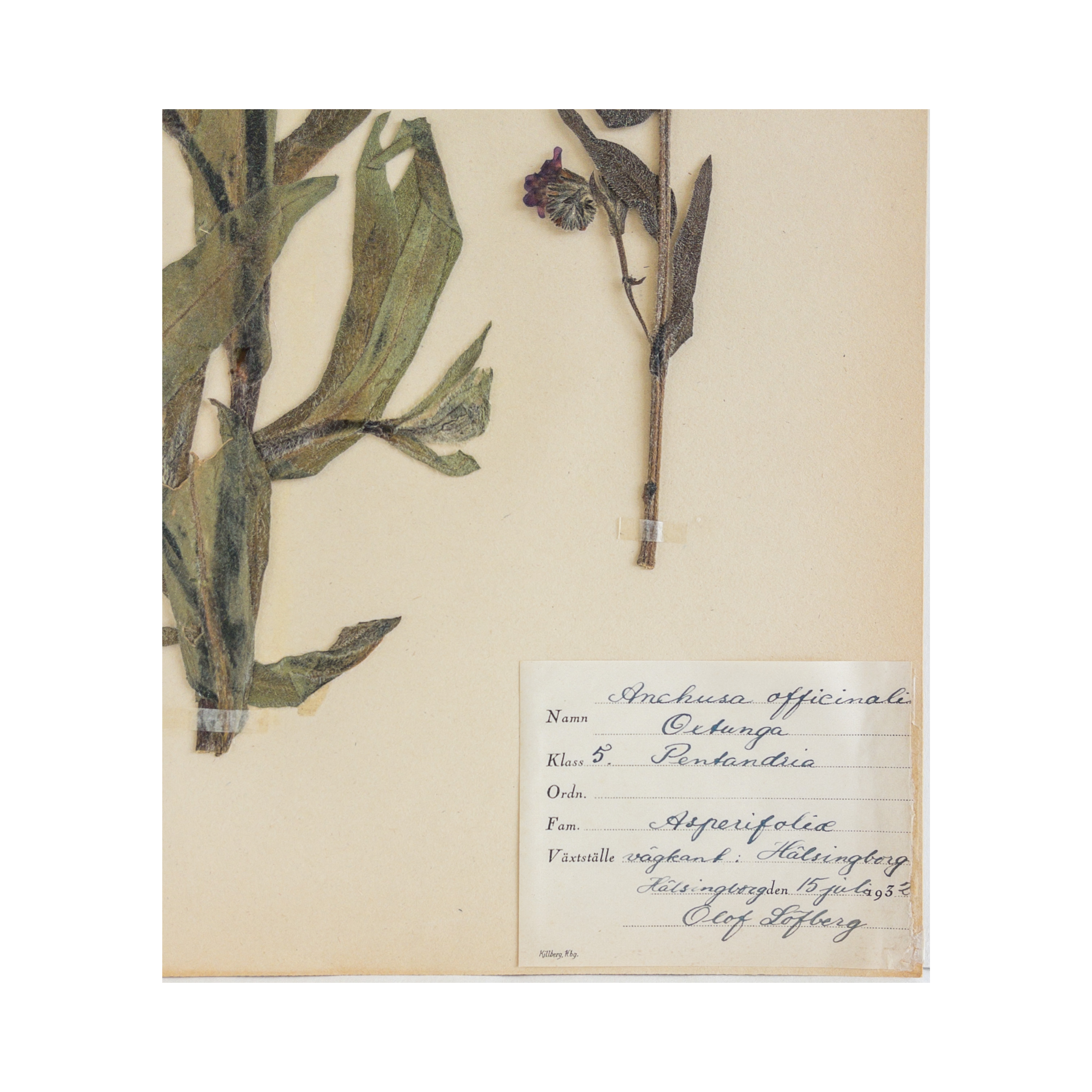 Ashley Holmes Design I Swedish Herbarium Art .png