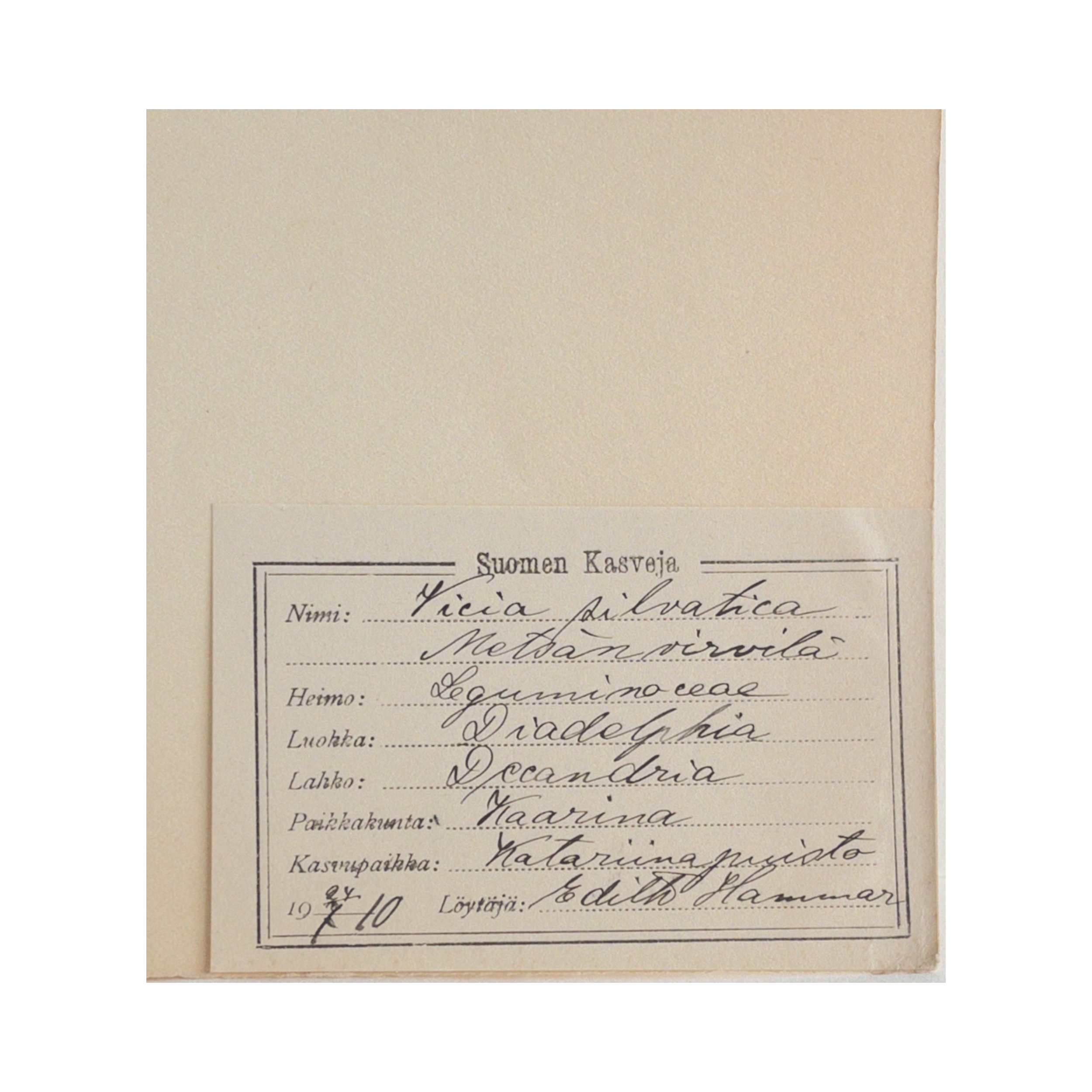 Ashley Holmes Design I Pressed Flower I Art I Herbarium.png