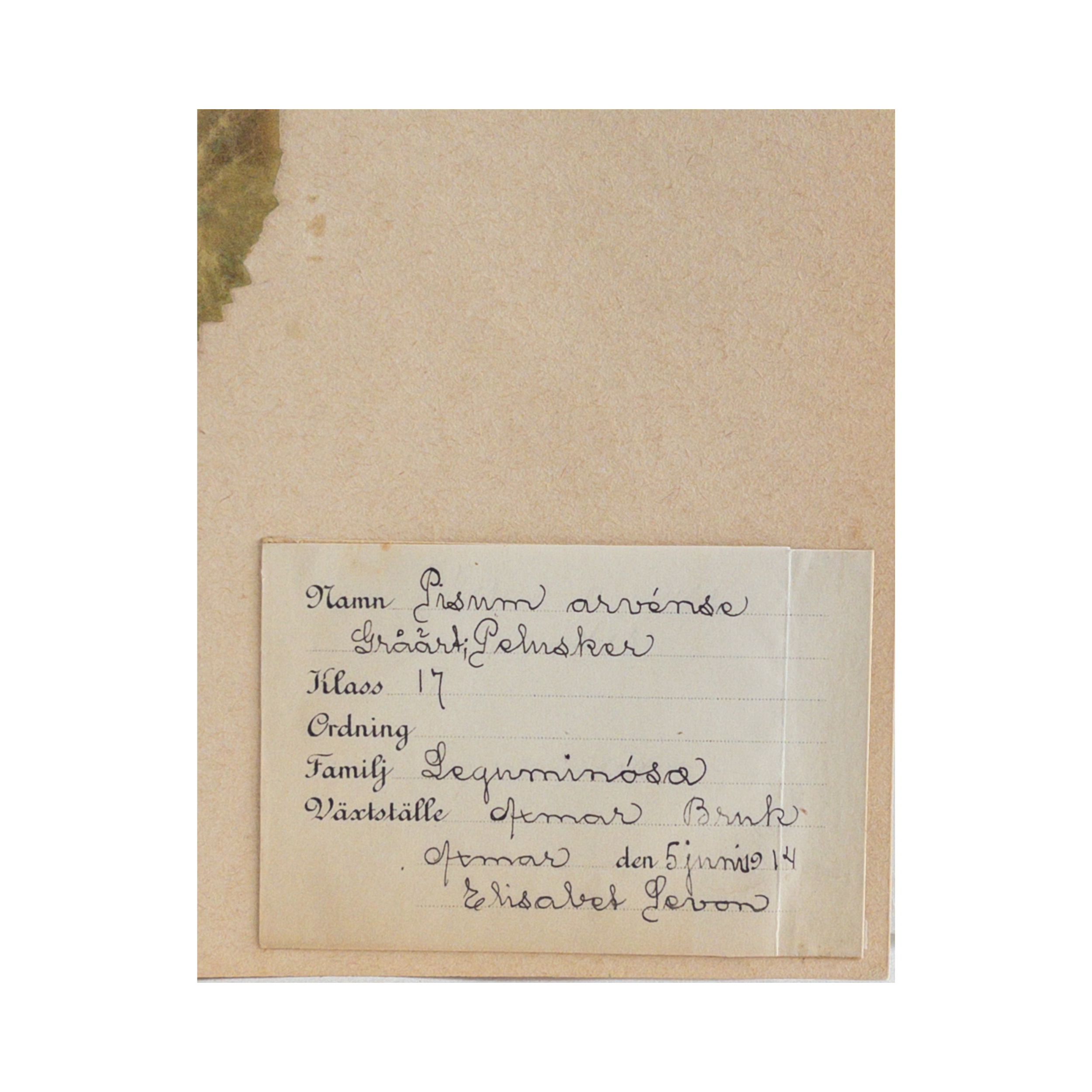 Field Pea I Pressed Flower Art I Herbarium.png