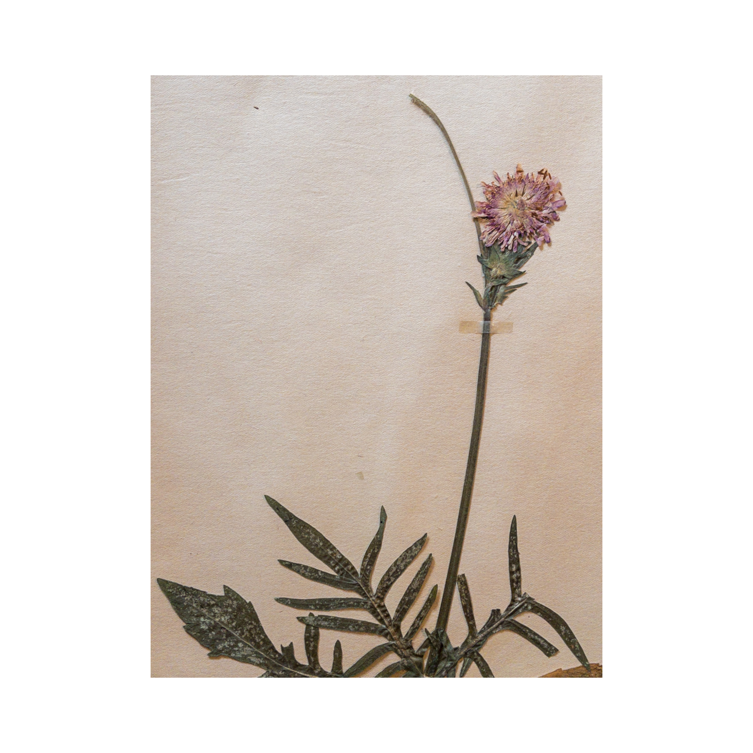 Vintage Pressed Flower Art I Scabiosa.png