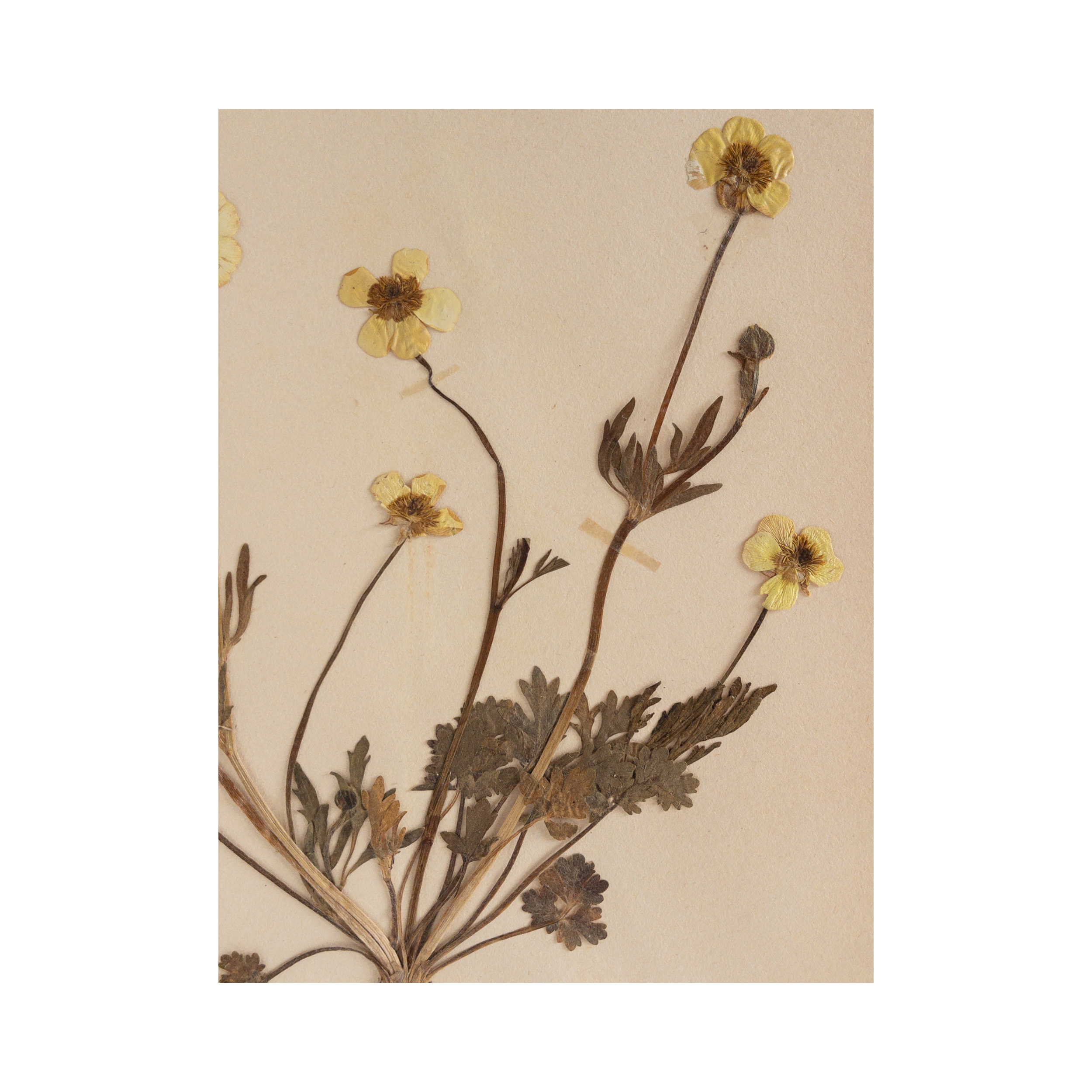 Ranunculus I Vintage pressed flower art I Ashley Holmes Design.png