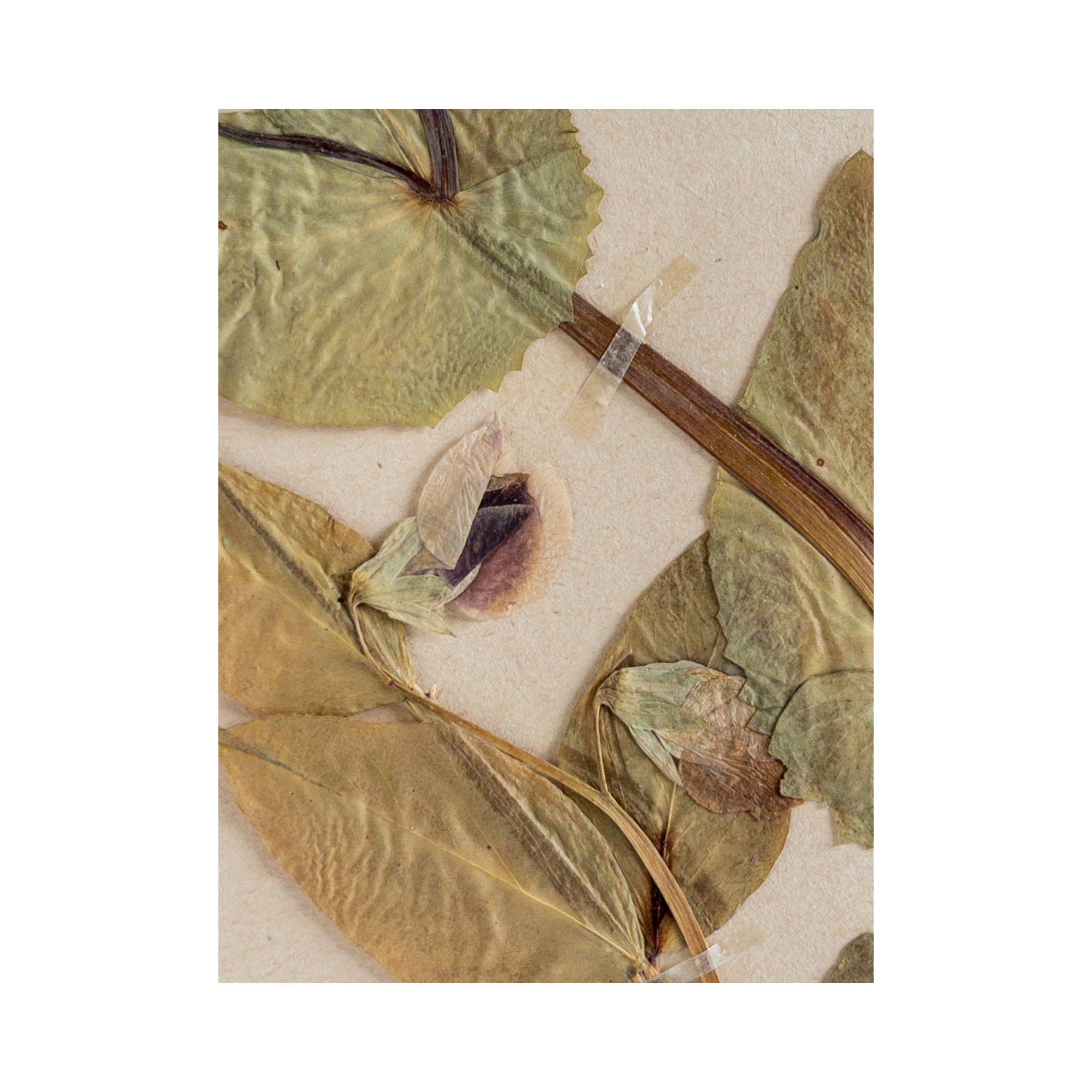 Ashley Holmes Design I Swedish Herbarium .png