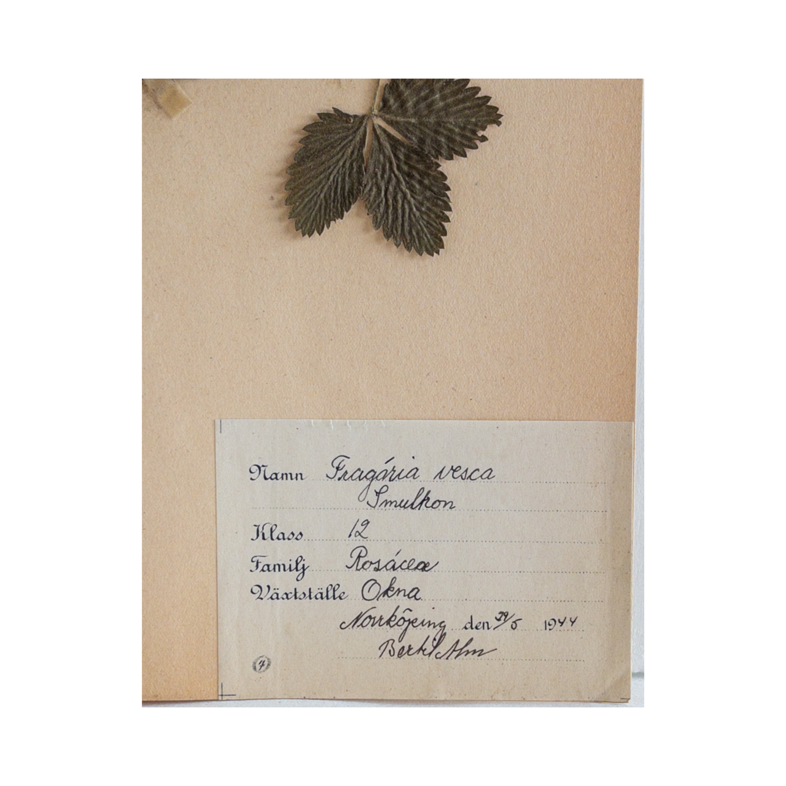 Vintage Swedish Herbarium .png