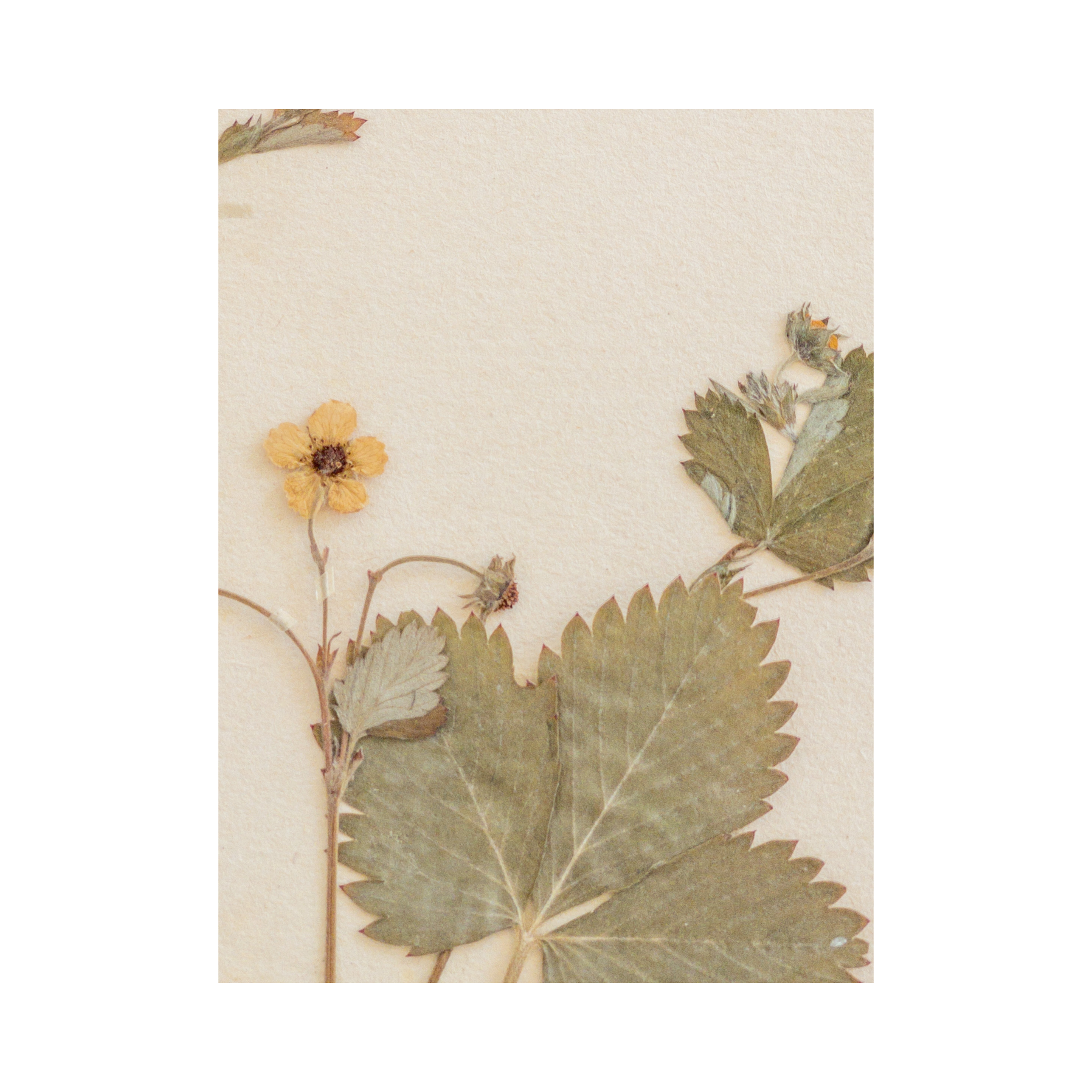 Ashley Holmes Design I Pressed Art I Herbarium Flower.png