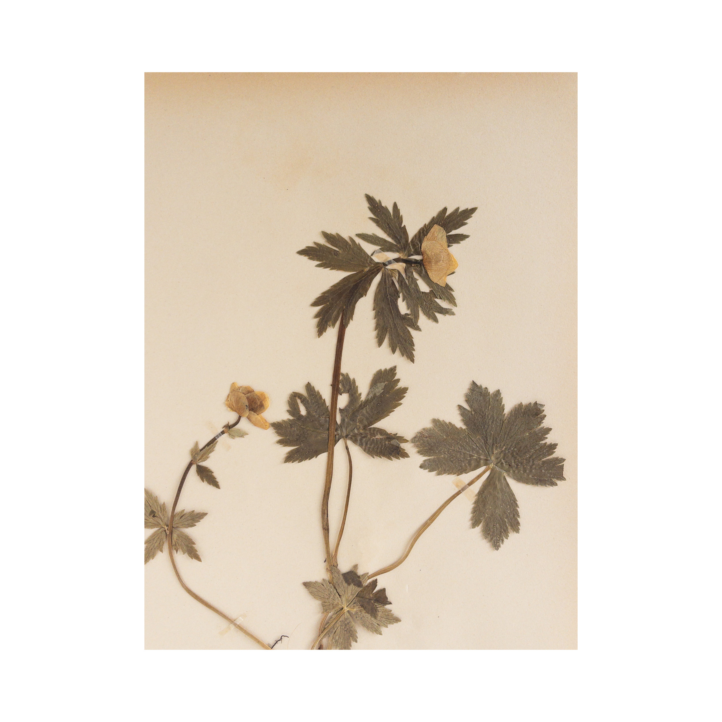 Ashley Holmes Design I Herbarium European Globeflower.png