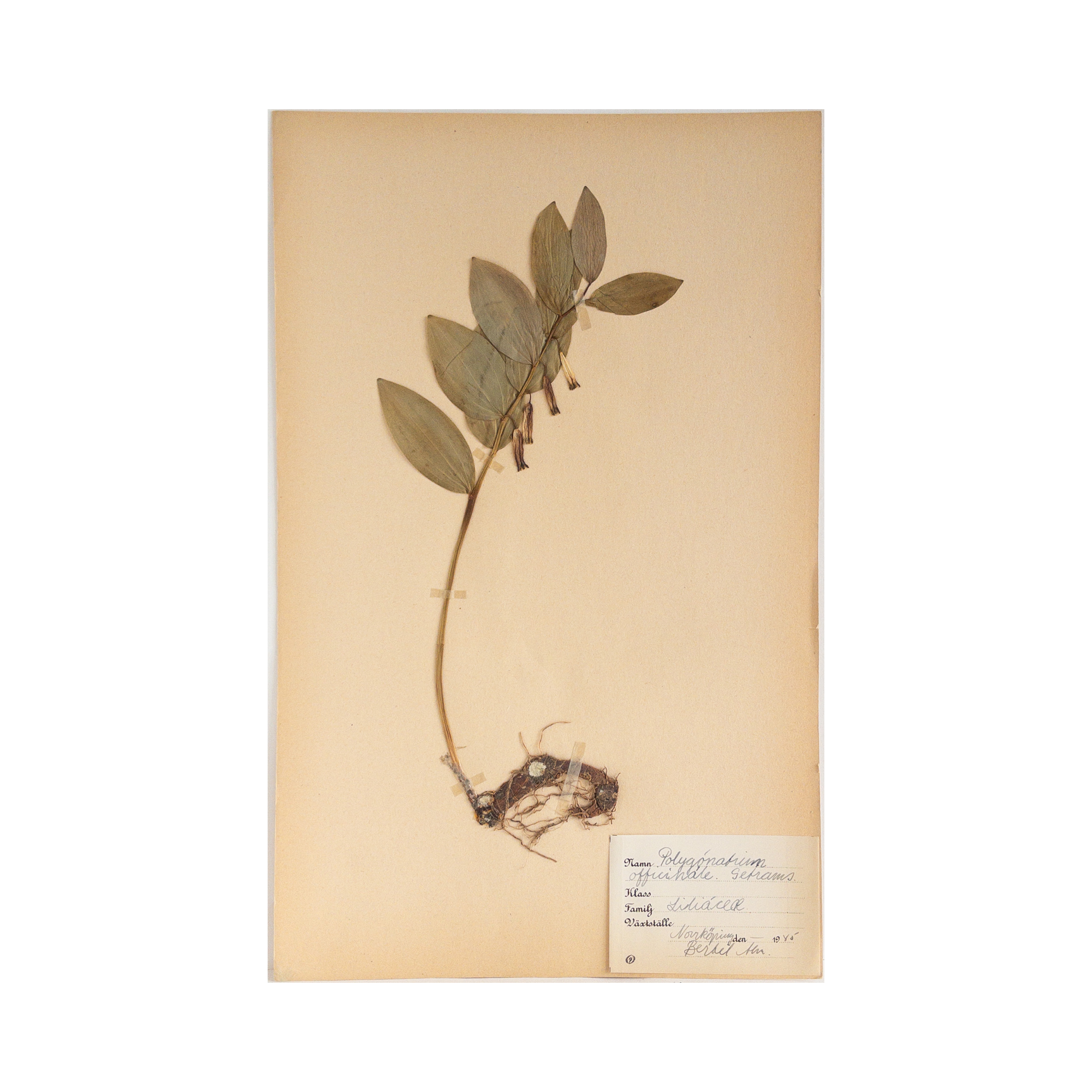 Vintage Swedish Herbarium - Solomon's Seal, circa 1945