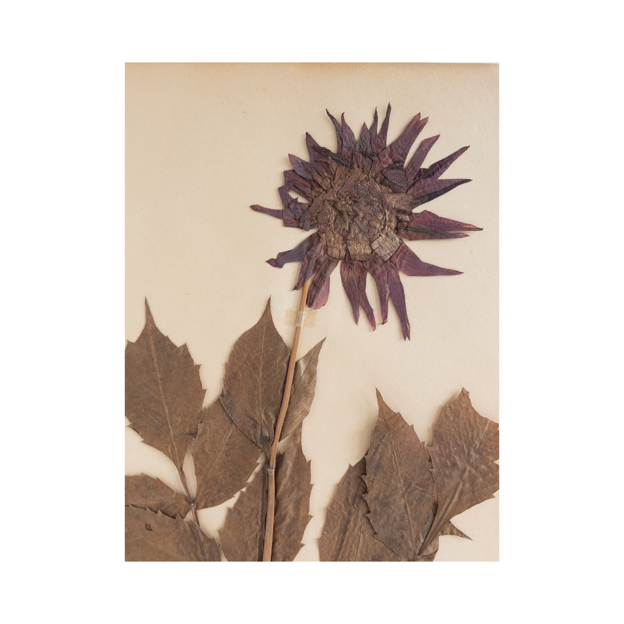 Dahlia I Herbarium Art I Pressed Flower.png