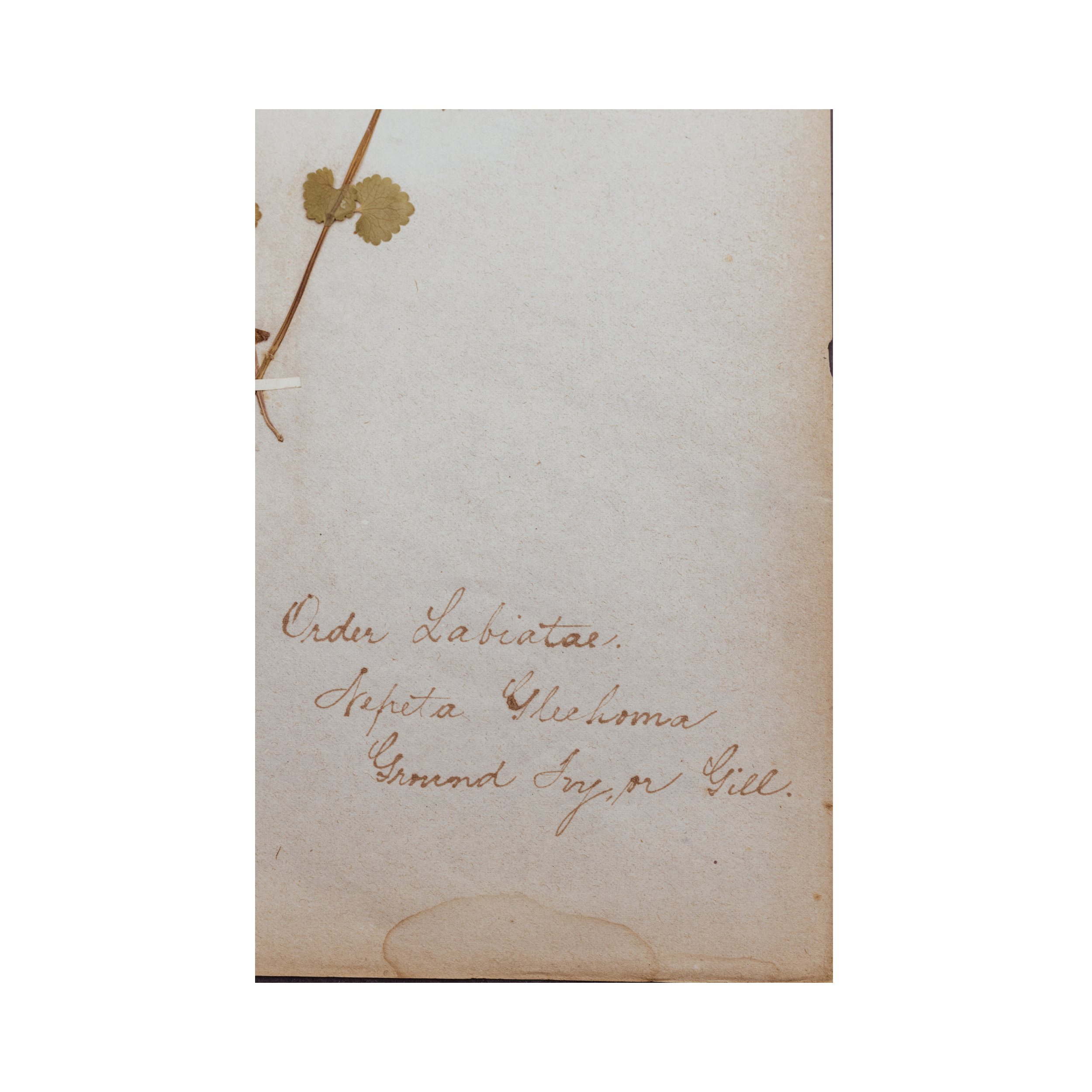 Antique Pressed Flower I Herbarium I Ashley Holmes Design.png