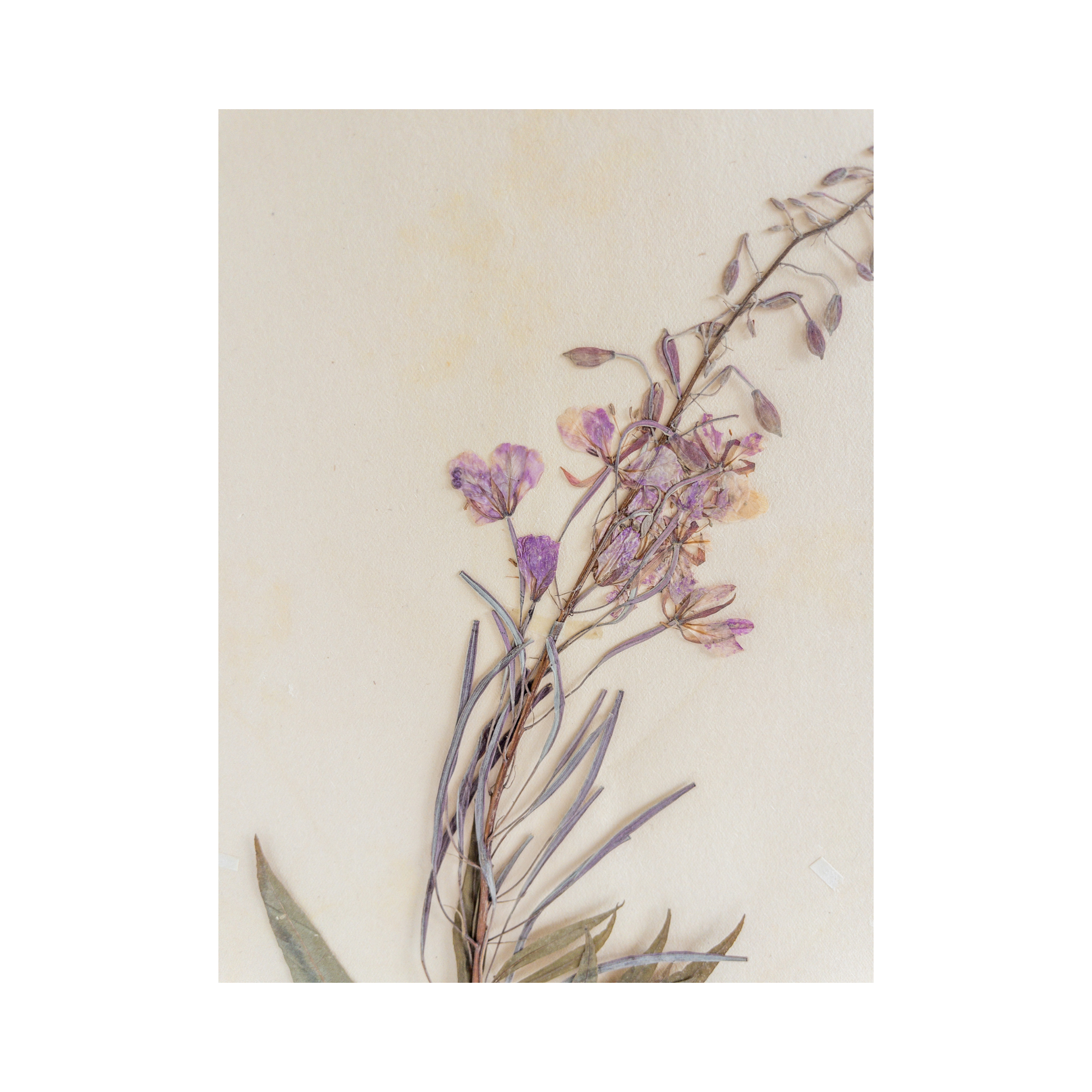 Ashley Holmes Design I Herbarium I Art I Pressed Flower.png