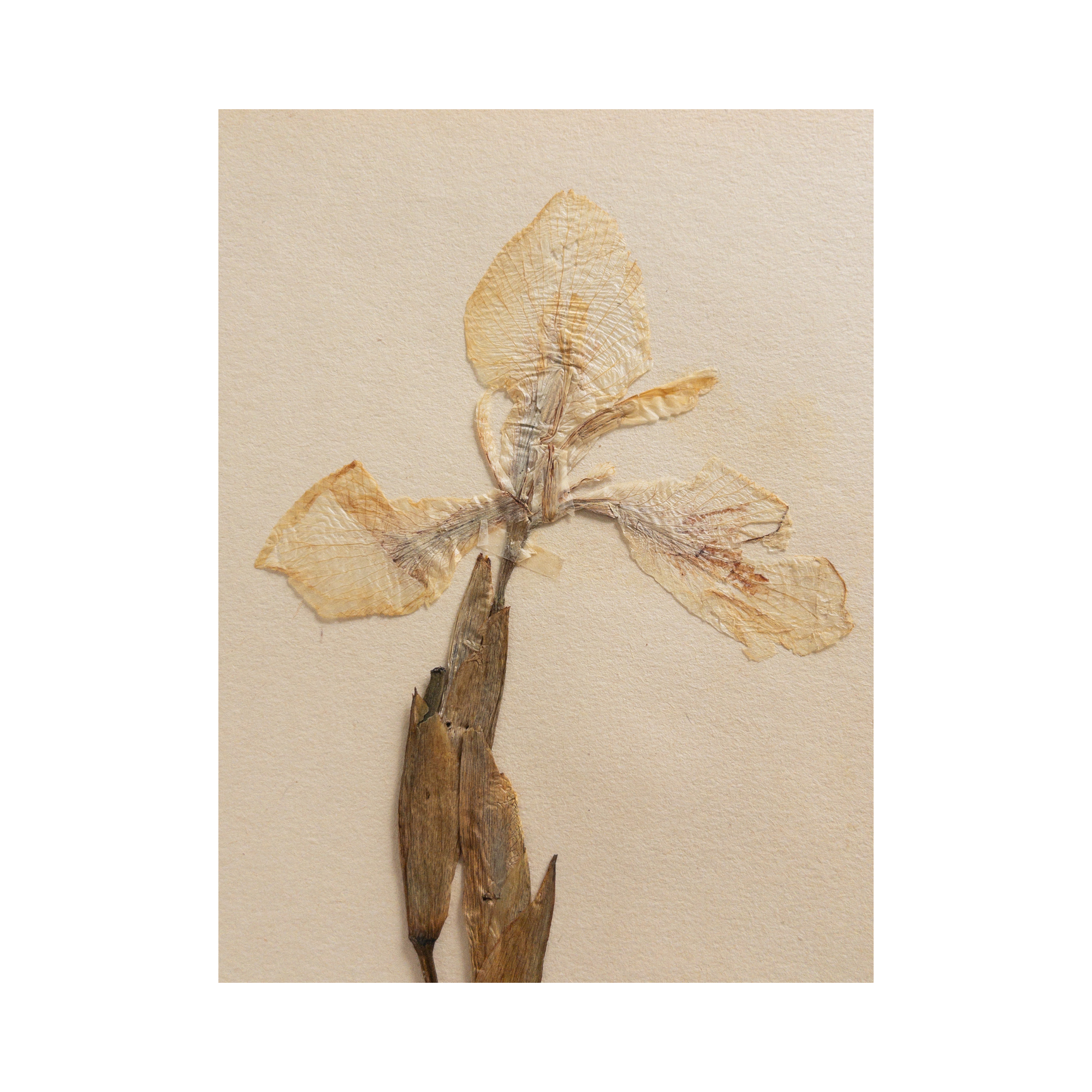 Herbarium Art I Pressed Flower Art I Iris.png