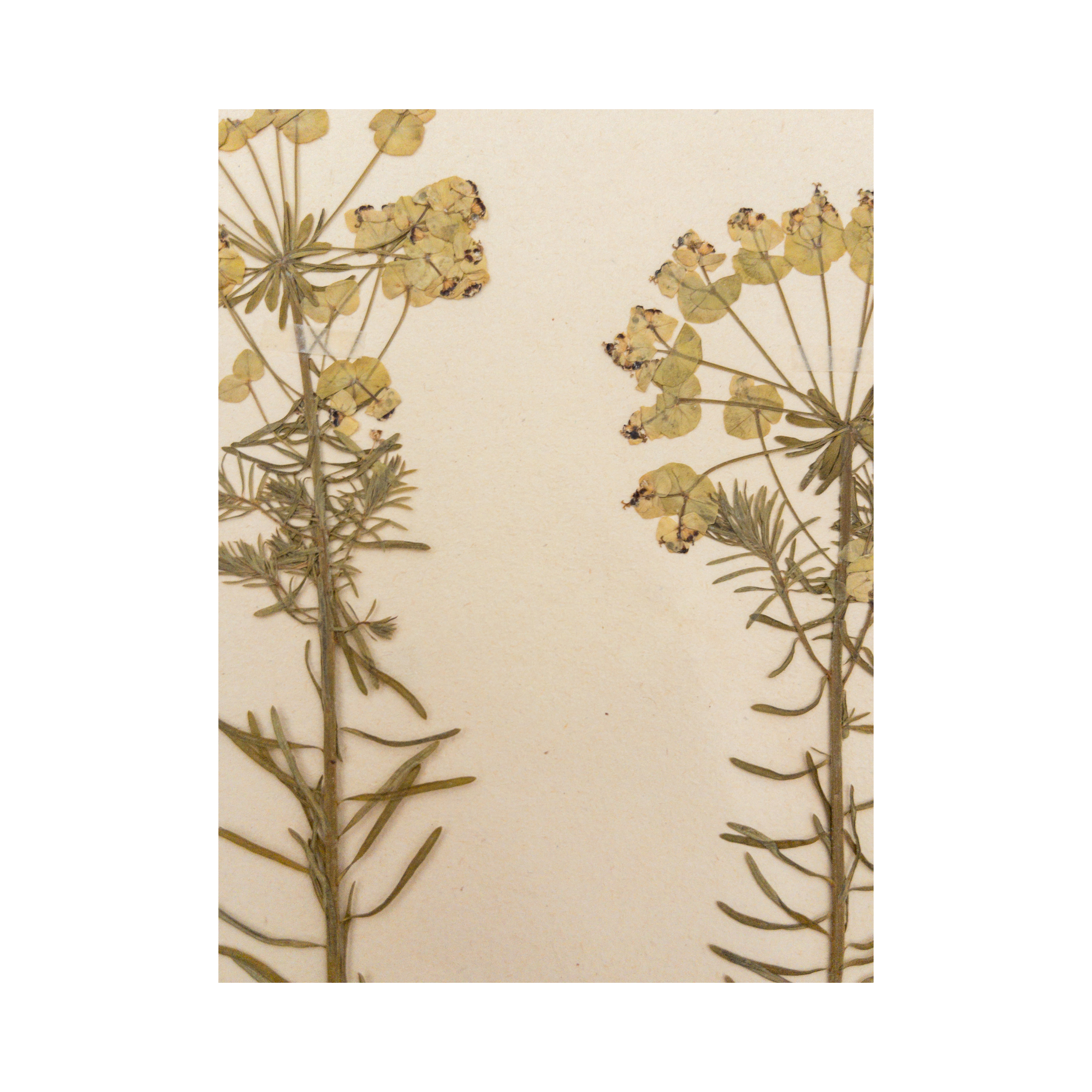 Pressed Flower Art I Herbarium I Ashley Holmes Design.png