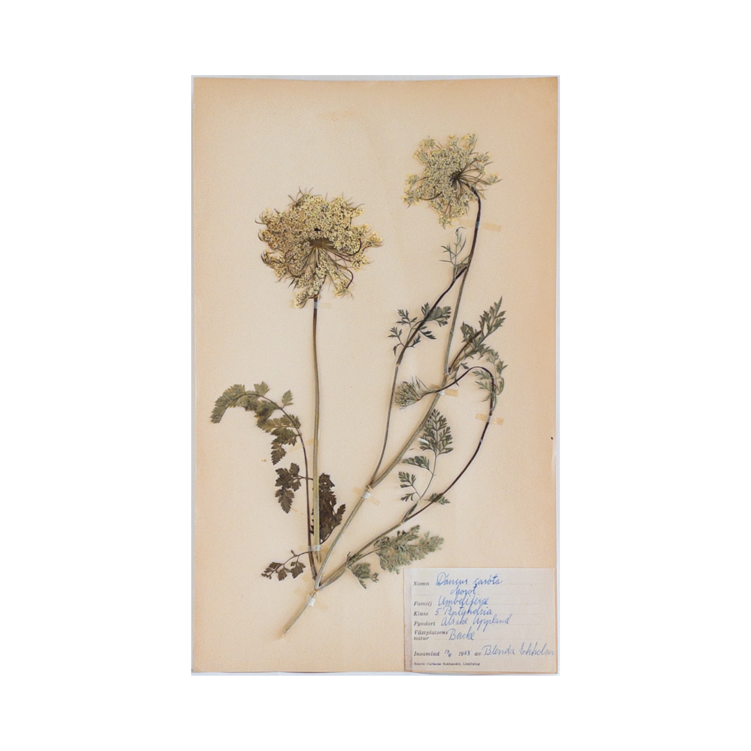 Ashley Holmes Design I Herbarium.png