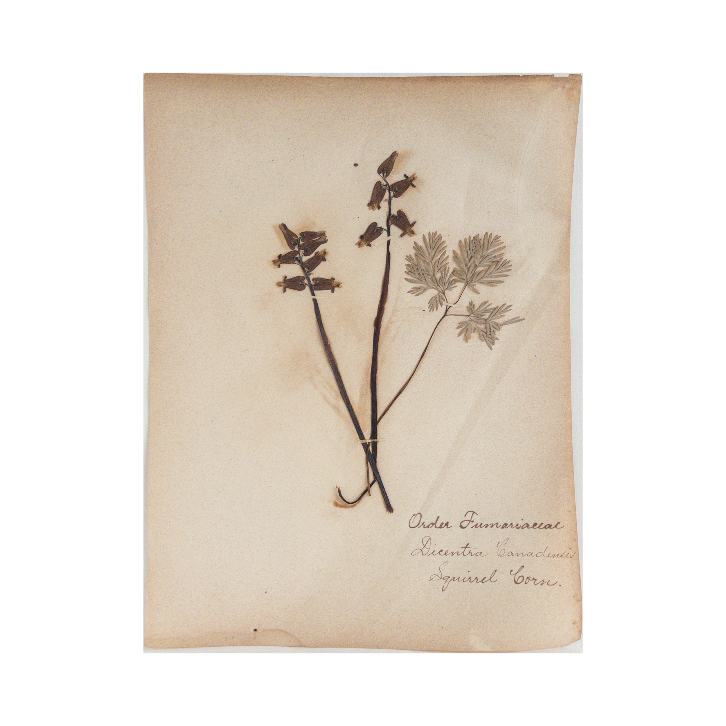 Ashley Holmes Design I Pressed Flower Art I Herbarium.png