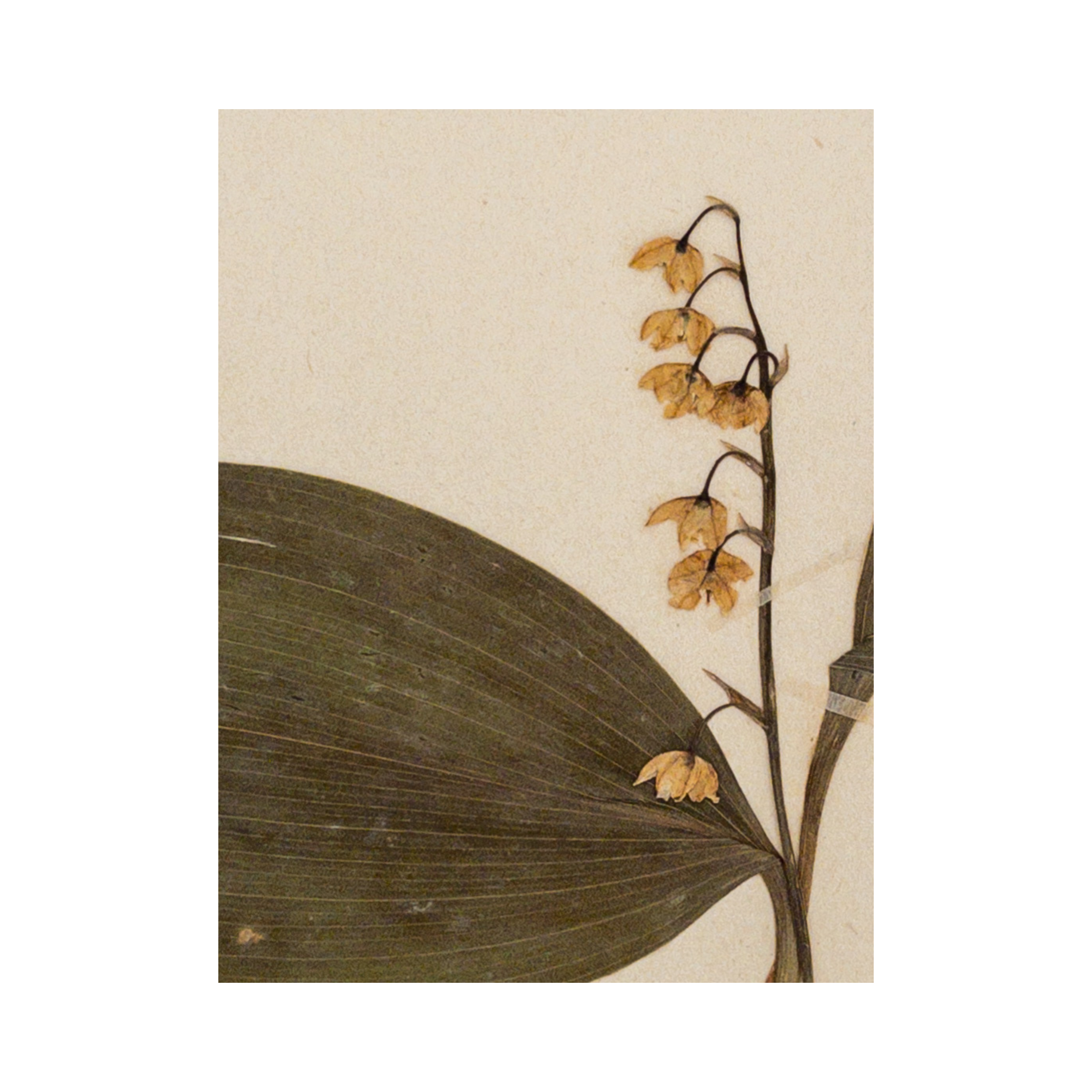 Presed Flower I Framed Herbarium Art I Ashley Holmes Design.png